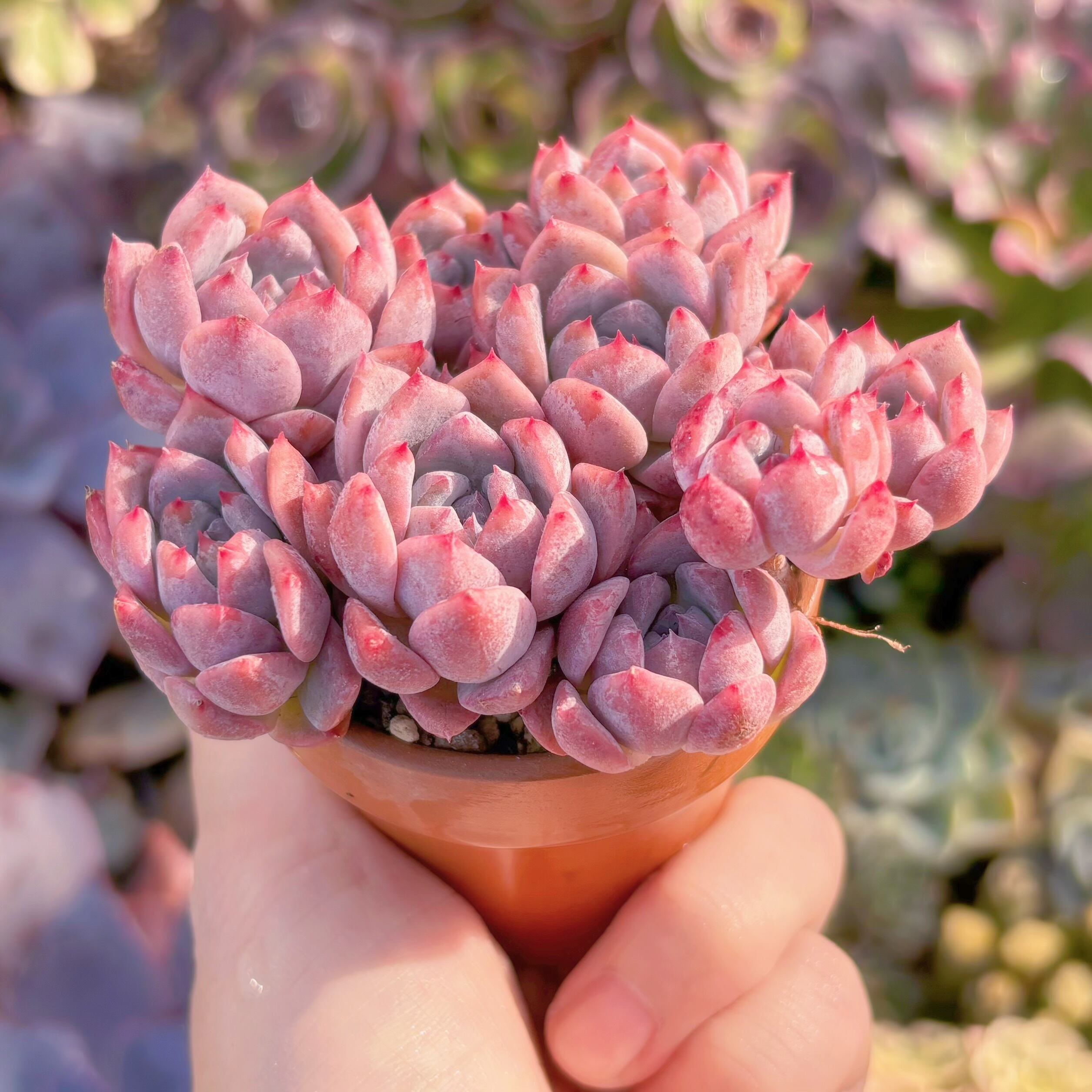 多肉植物 レッドベルベットxラウイ 在庫僅少 群生 新入荷 るる農園