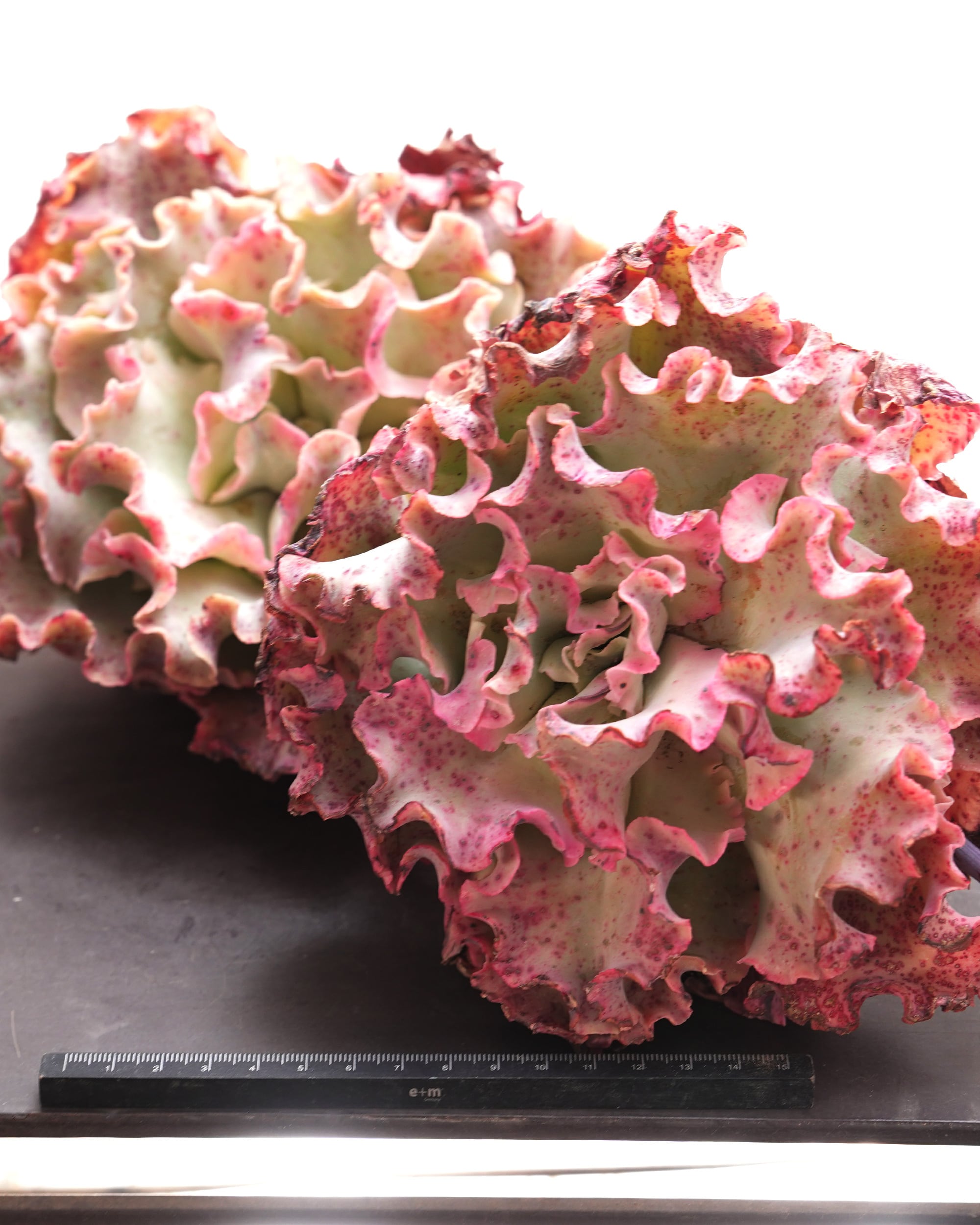 カット苗 メリディアン XXL 18cm大株＋極太茎 Echeveria 'Meridian
