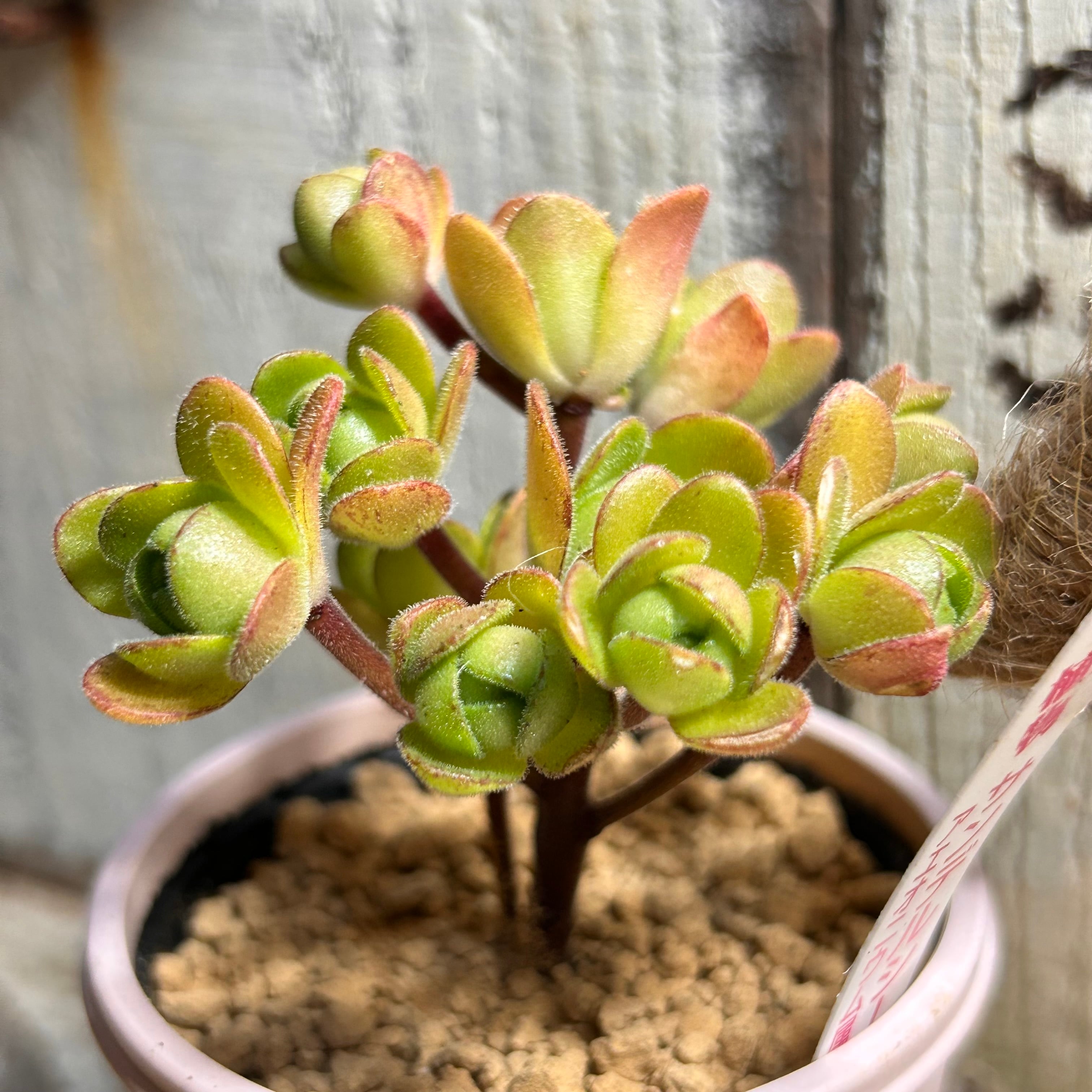 サンデルシー(アドニス) アエオニウム | RuPo 多肉植物専門店
