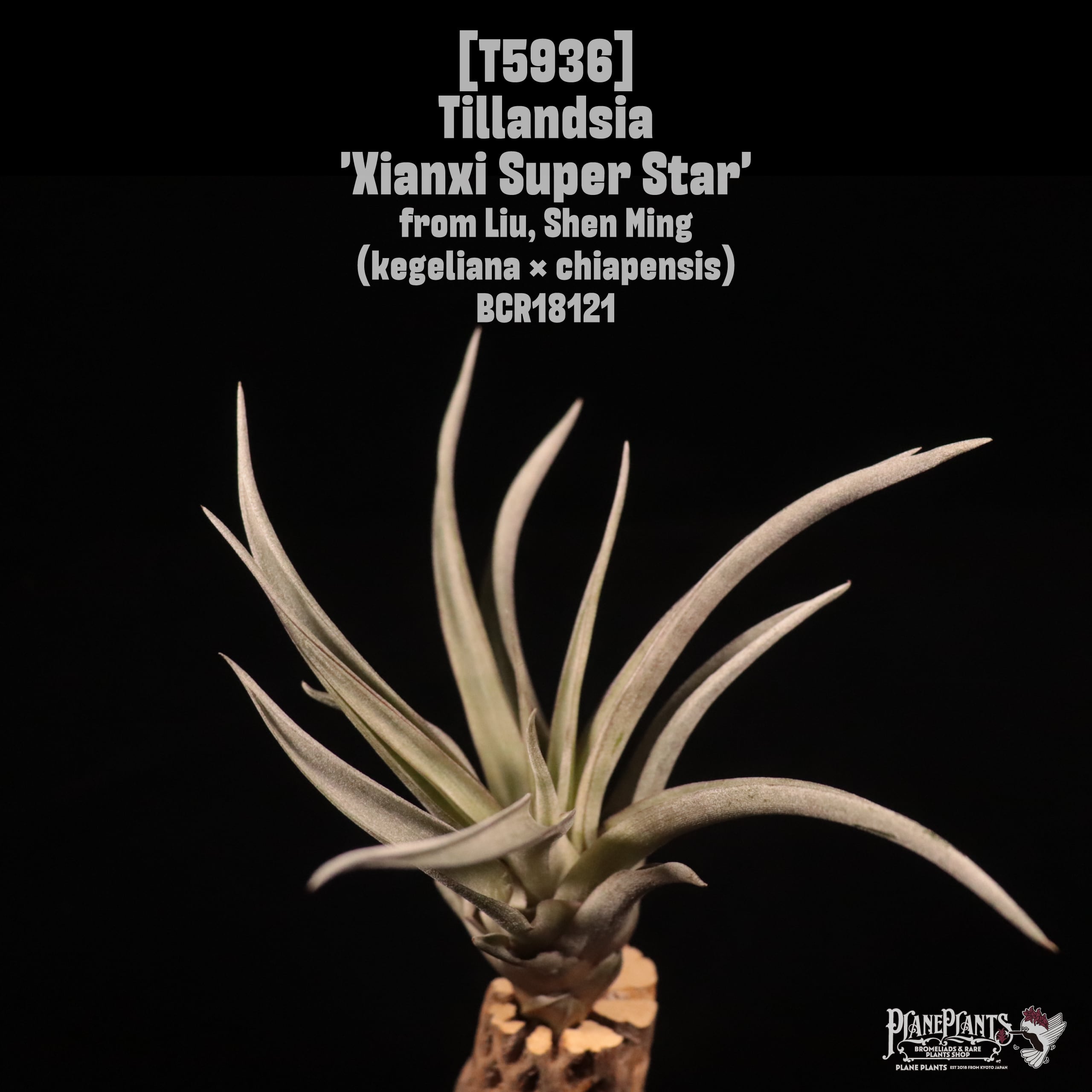 Hybrid / Variegated | plane plants