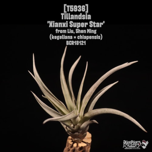 Tillandsia 'Xianxi Super Star'〔エアプランツ〕T5936
