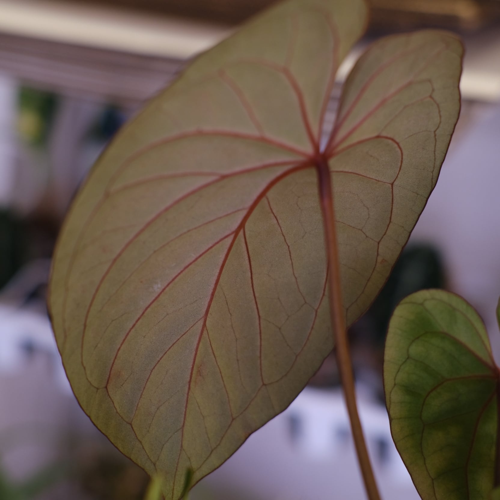 アンスリウム・キングオブスペード × ミシェル③│Anthurium King of