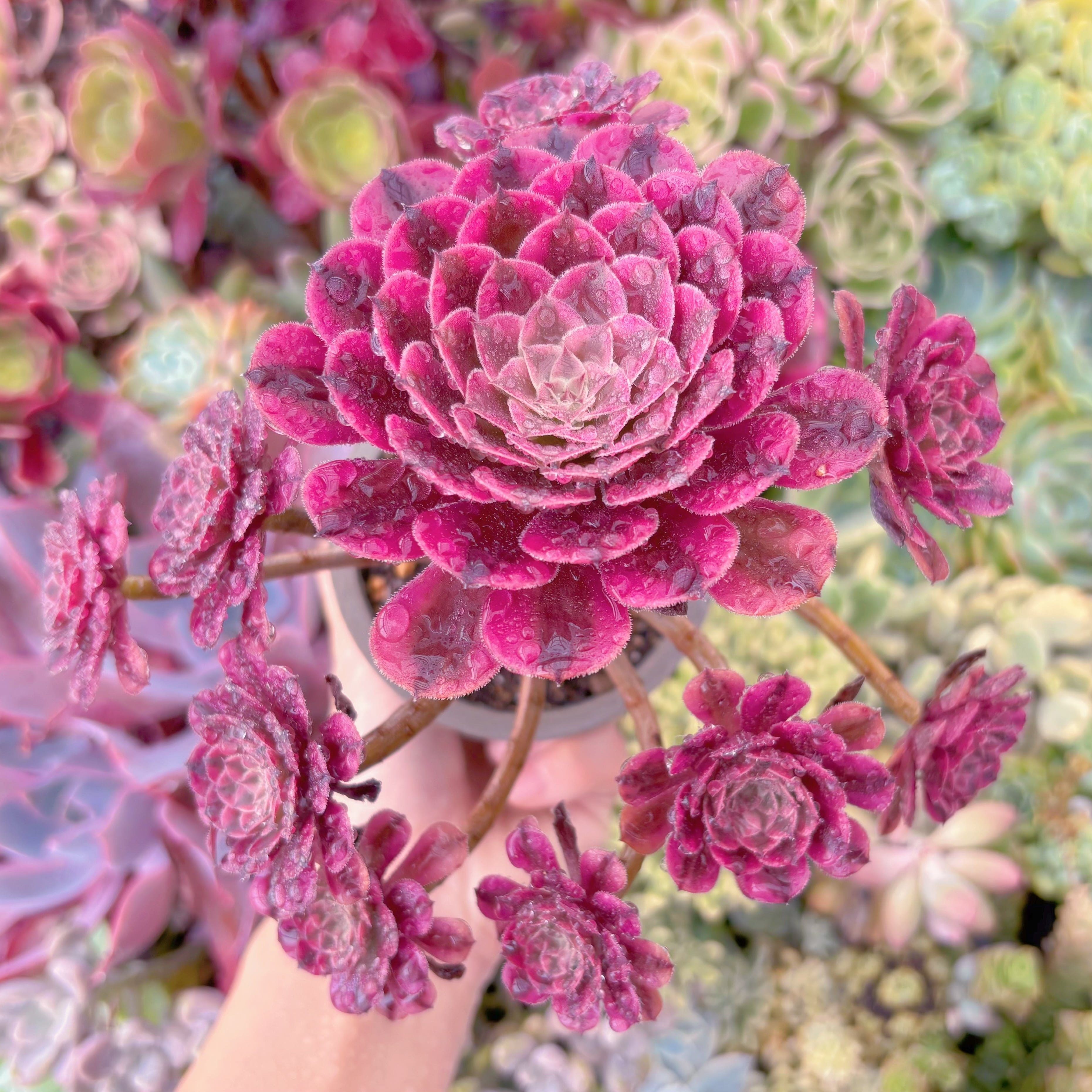 現品　ガーネット錦#610　るる農園