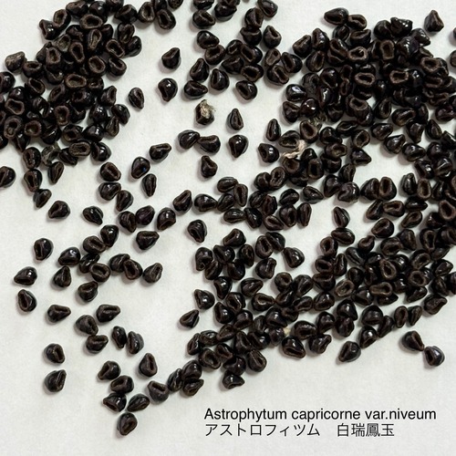 【種子】Astrophytum capricorne var.niveum　アストロフィツム　白瑞鳳玉　サボテン