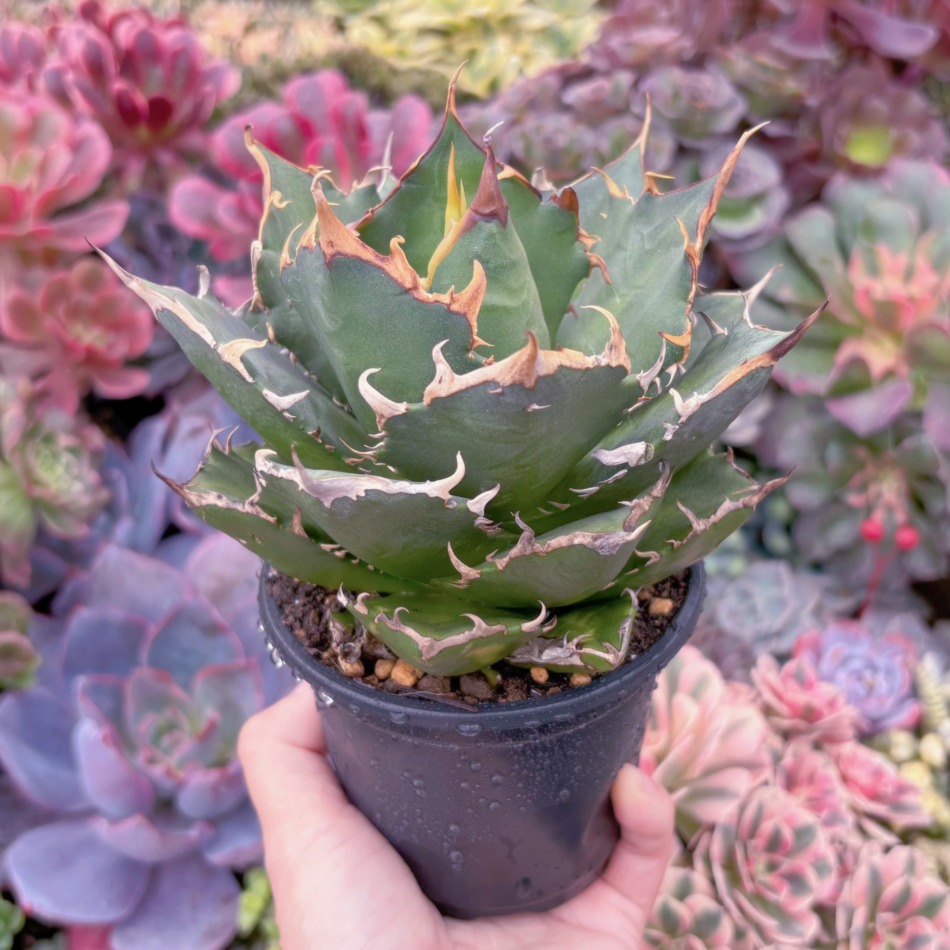 現品　アガベ　三叉戟#A87　新入荷　るる農園