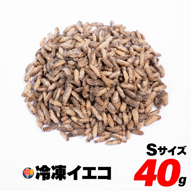 S g 250匹程度 0 9 1 3cm程度 冷凍イエコ 冷凍コオロギ通販のコオロギ本舗 S g 250匹程度 0 9 1 3cm程度 冷凍イエコ 冷凍コオロギ通販のコオロギ本舗