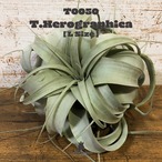 【送料無料】キセログラフィカL〔エアプランツ〕現品発送T0050