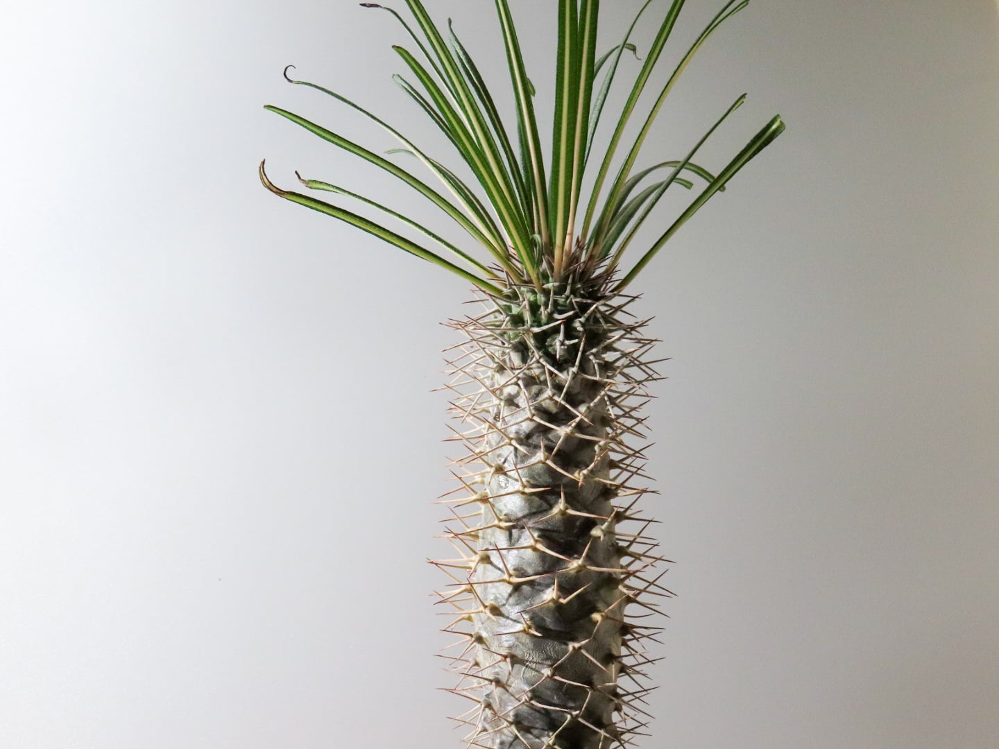 観葉植物　パキポ ゲアイー 楽天市場】コーデックス：パキポディウム ゲアイー 実生*S 葉幅20cm