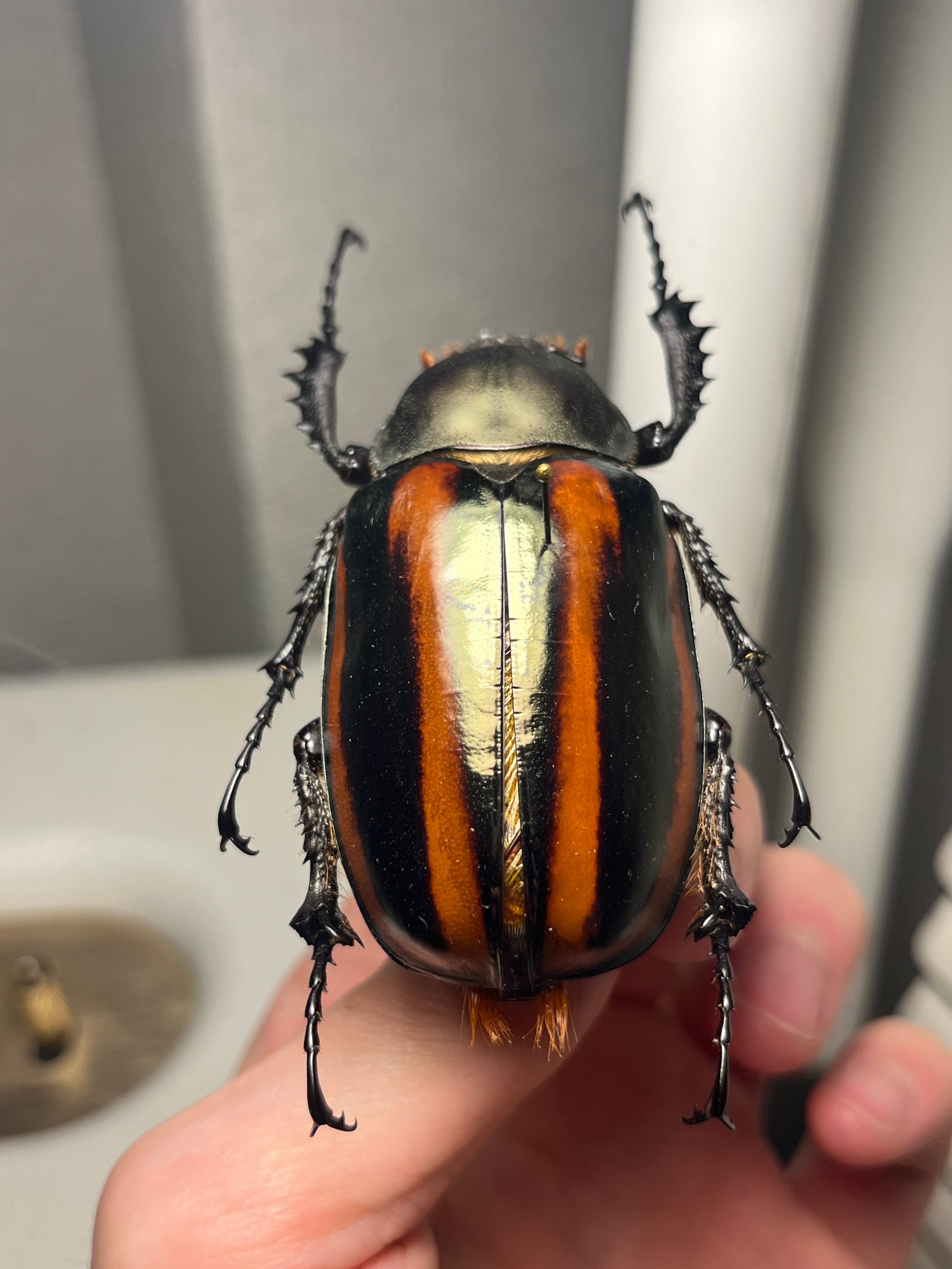 手長黄金最高峰】セスジドウナガテナガコガネ ♀標本 プラチナコガネ