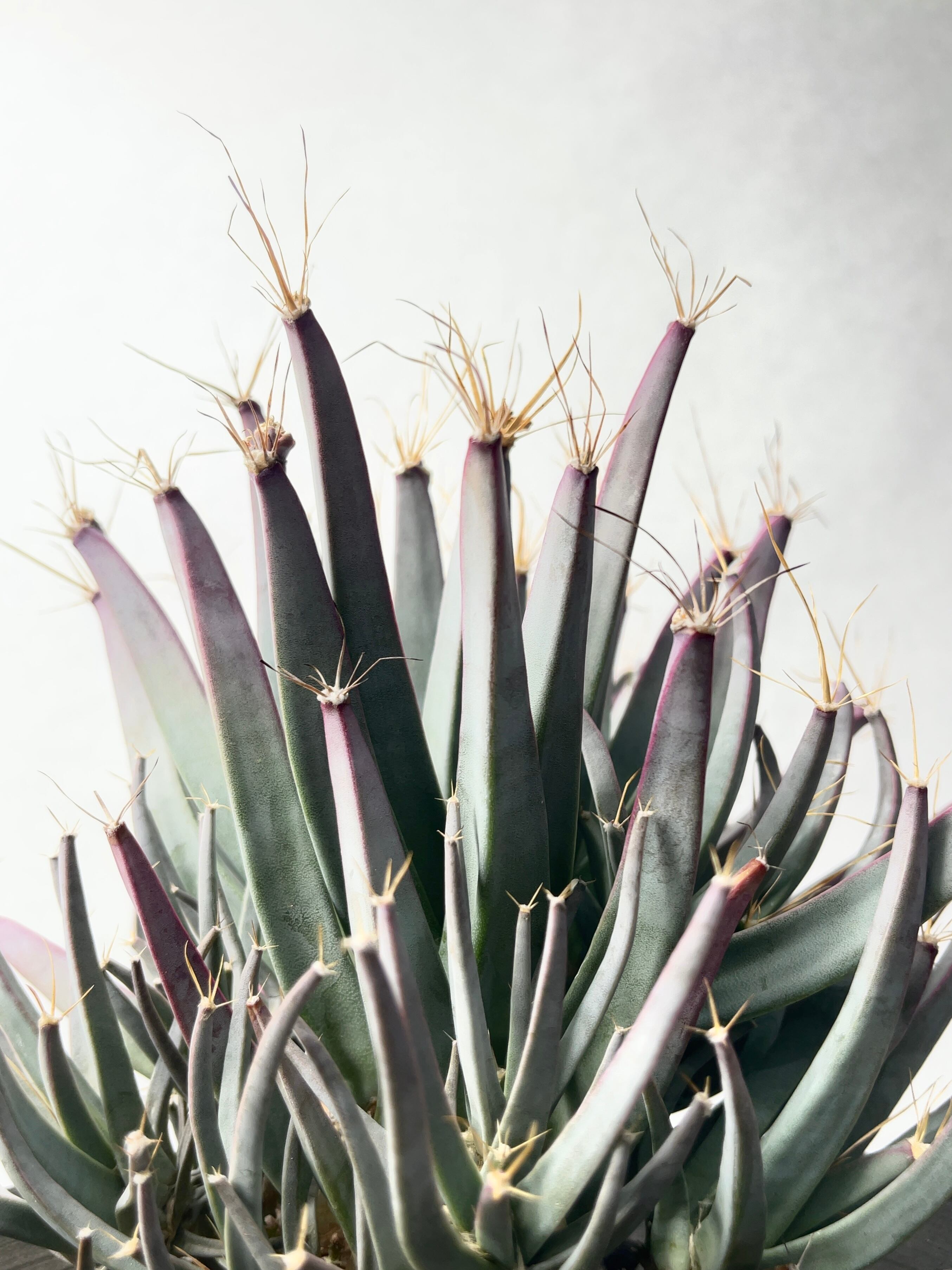 晃山 大株 レウクテンベルギア 晃山 大株 作家鉢付き レウクテン