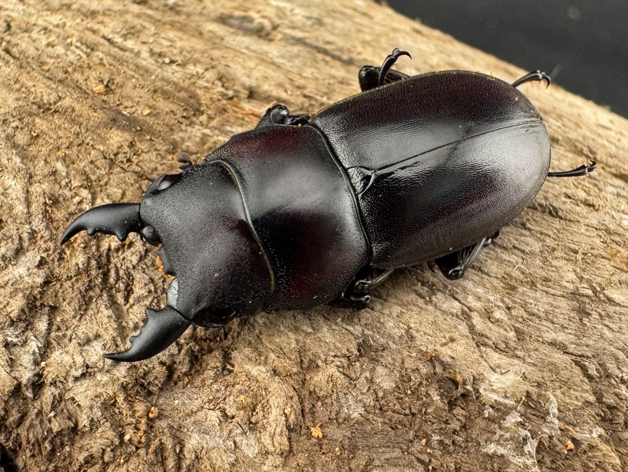 【WD】《ラクノステルヌスヒラタ亜種lumawigorum 30mm ペア》