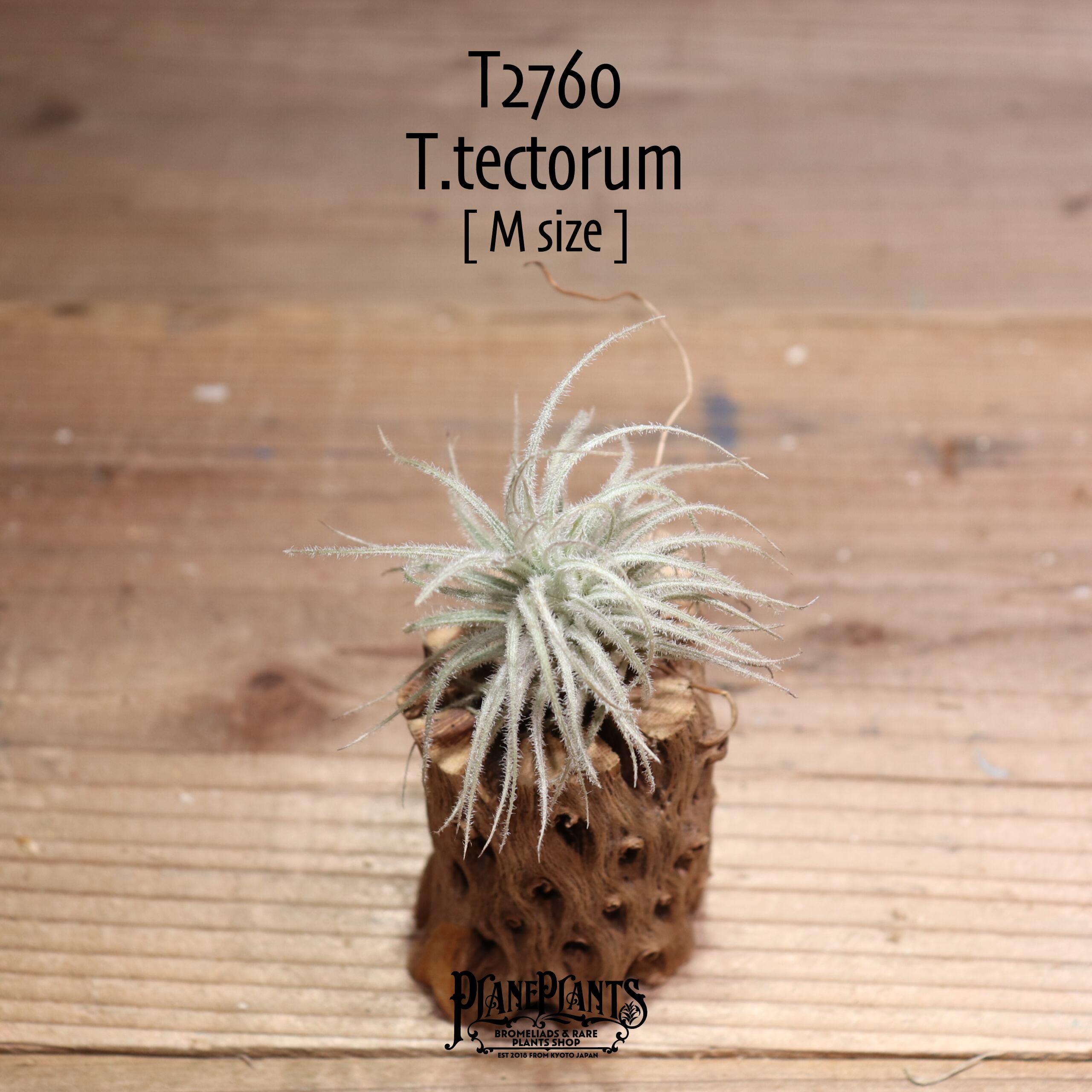 【送料無料】テクトラム M〔エアプランツ〕現品発送T2760