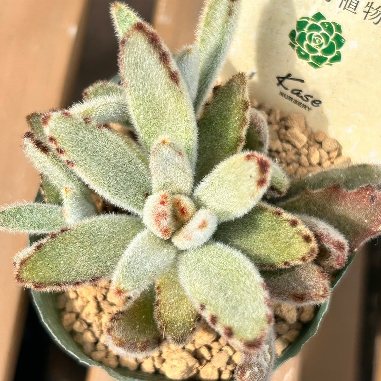 黄金兎耳 | RuPo 多肉植物専門店 黄金兎耳 | RuPo 多肉植物専門店