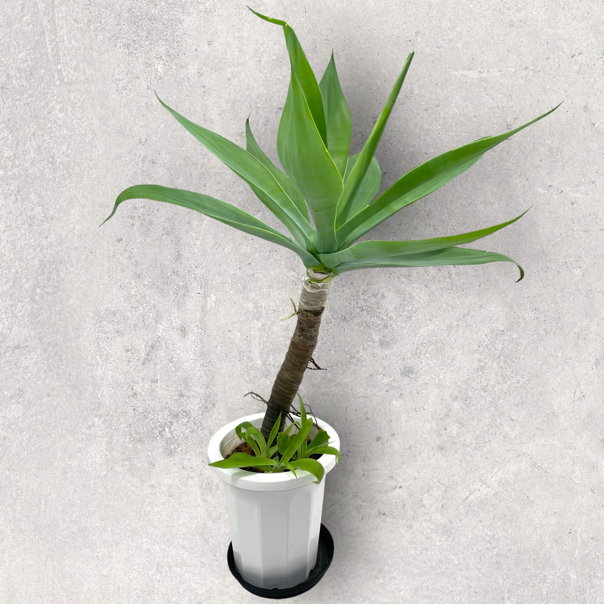 アガベ　アテナータ　子株付き アガベ アテナータ 大サイズ 子株付き