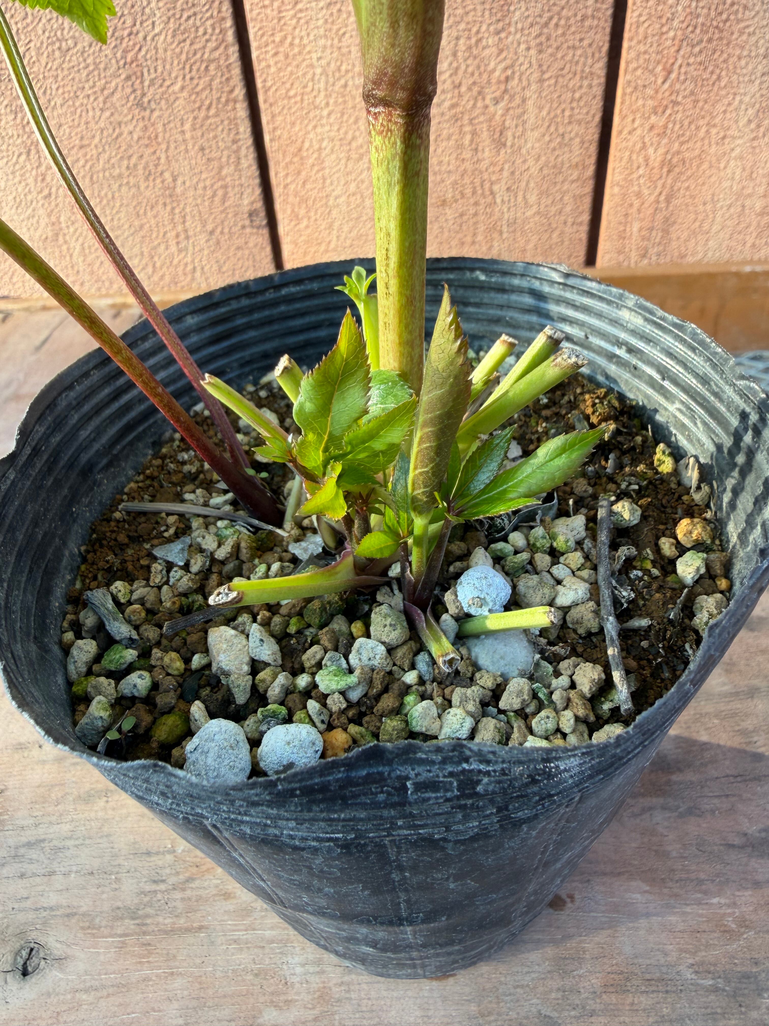 シャルウィダンスピンク 若泉ファーム クリスマスローズ【Wa08】送料