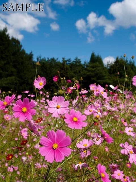 三田　秋桜　JPEG (2)