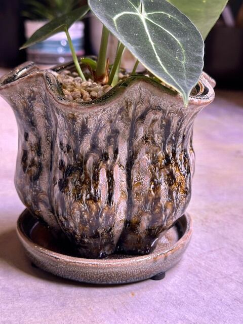 アンスリウム クラリネルビウム | barrelplants_BONSAI