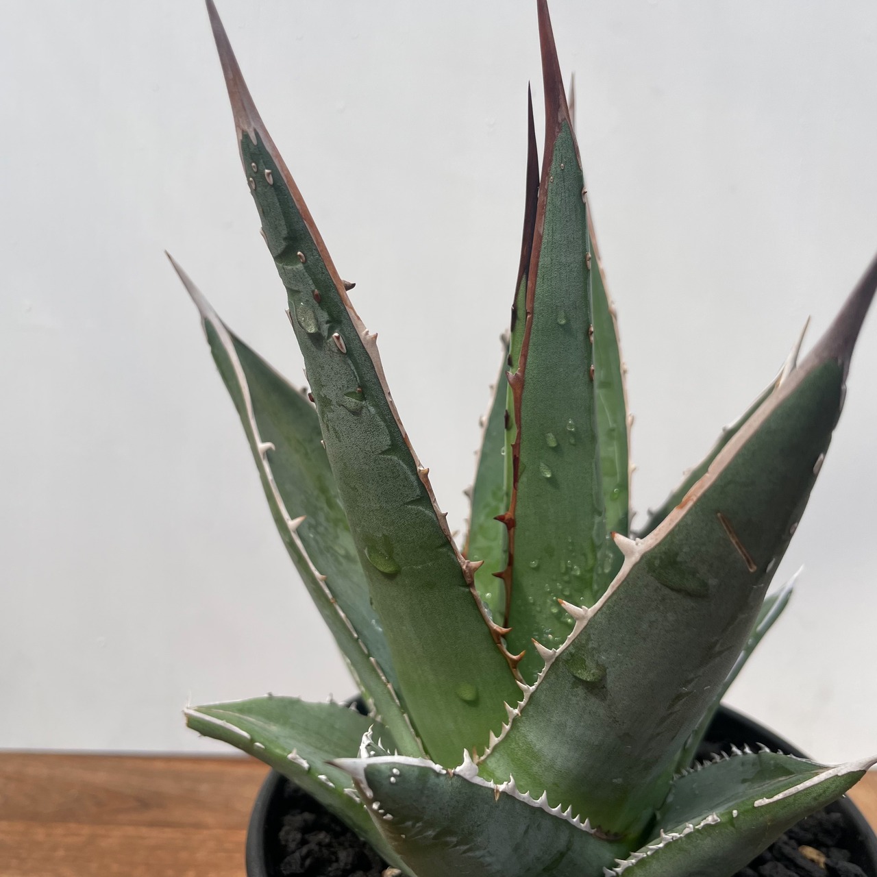 Agave purpusorum【アガベ・パープソラム・帝釈天】