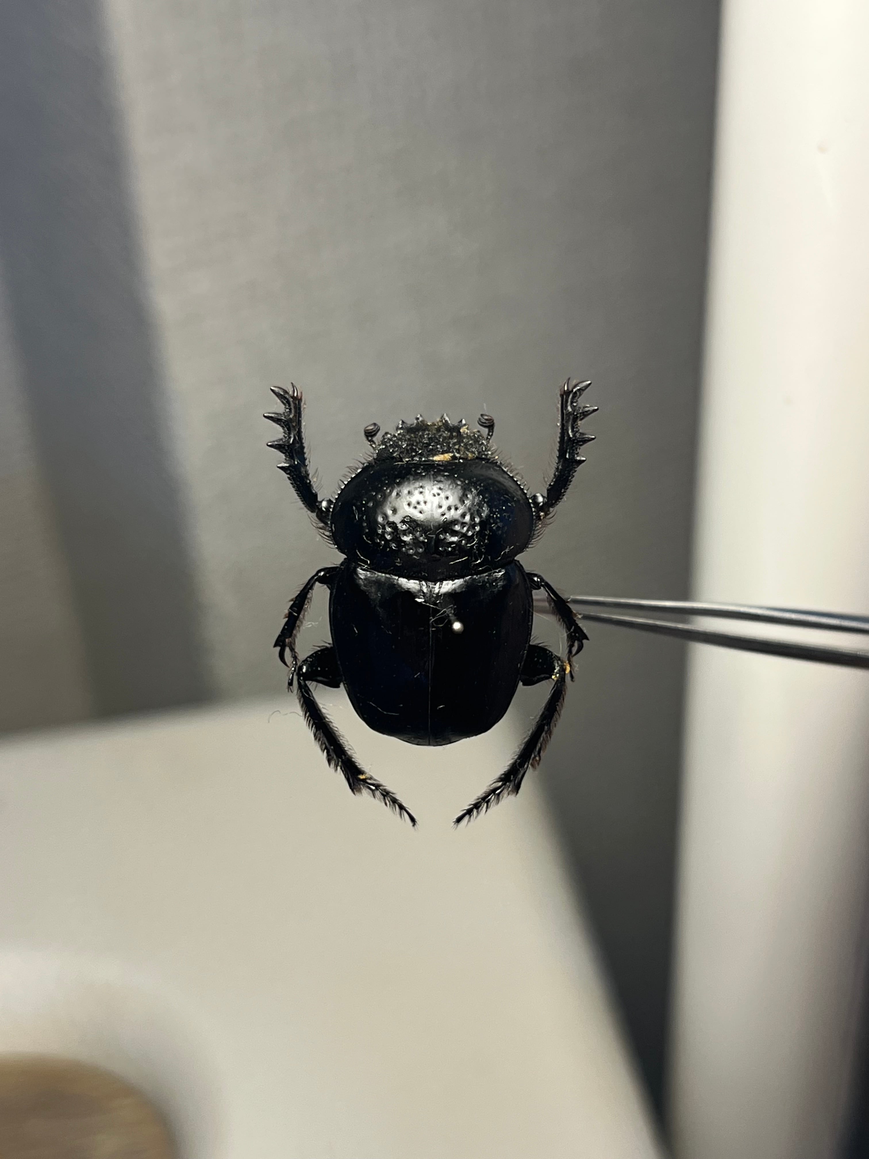 ファーブル昆虫記に登場するスカラベ 標本Scarabaeus Semipunctatus