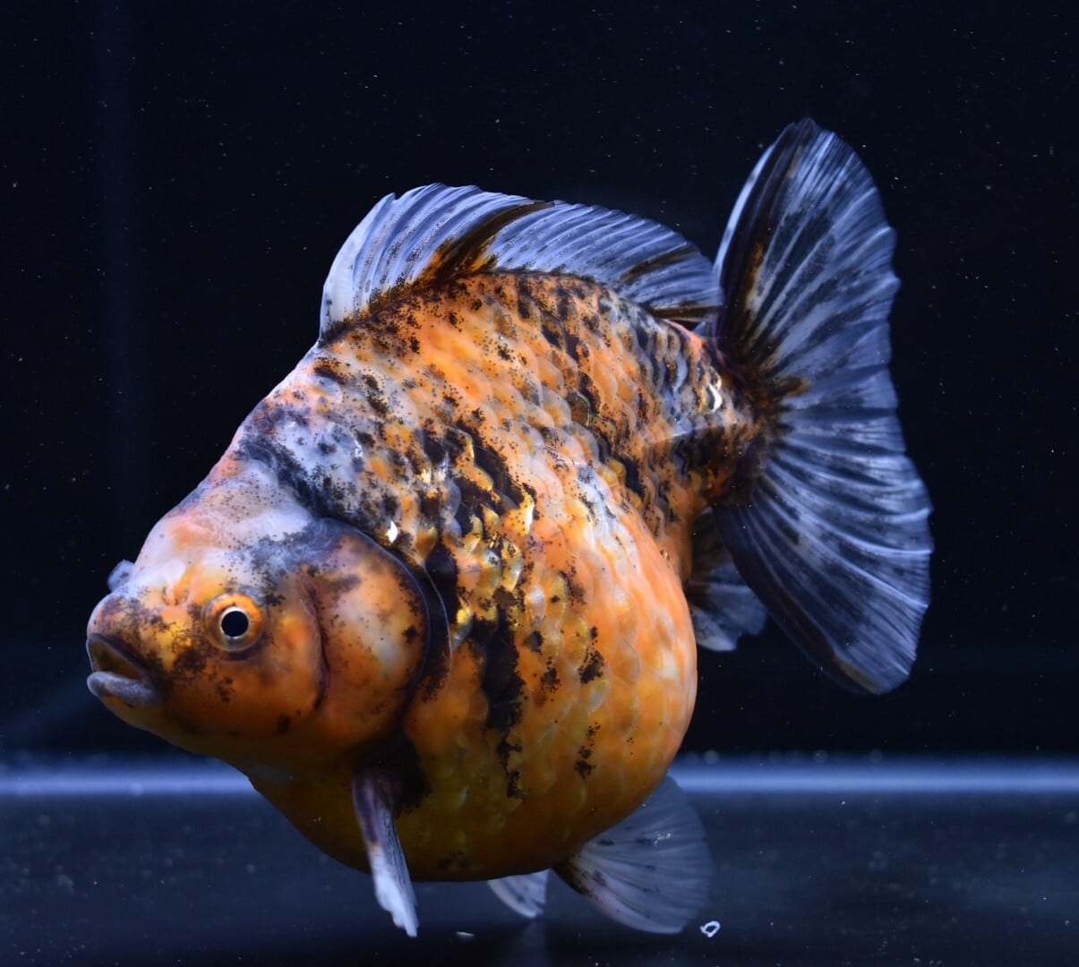 鈴木系変わり東錦（ブルー＆ホワイト）【SBW-05】 | 〈金魚専門店