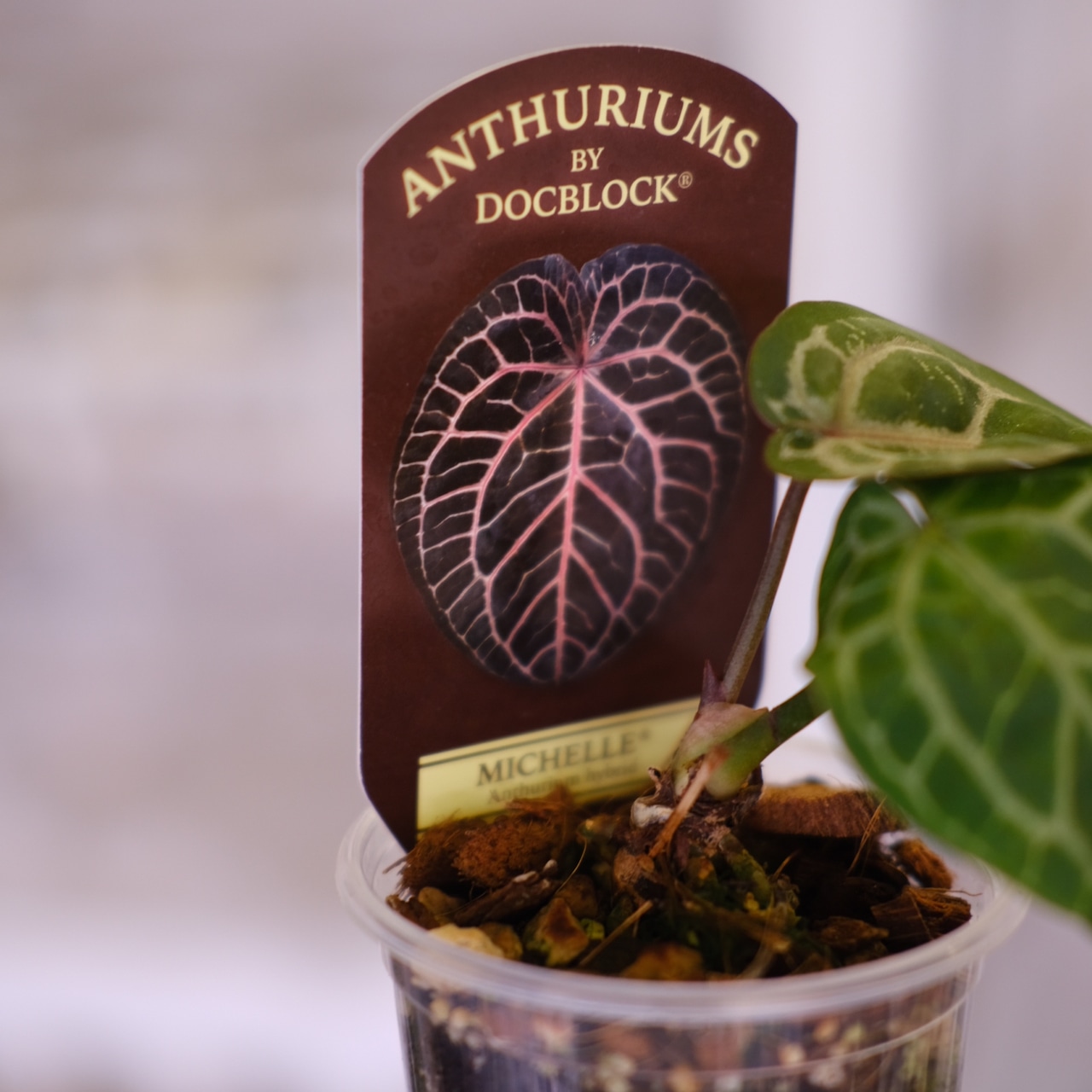 【正規タグ】Anthurium 'Michelle' by DOC BLOCK│アンスリウム・ミシェル│観葉植物