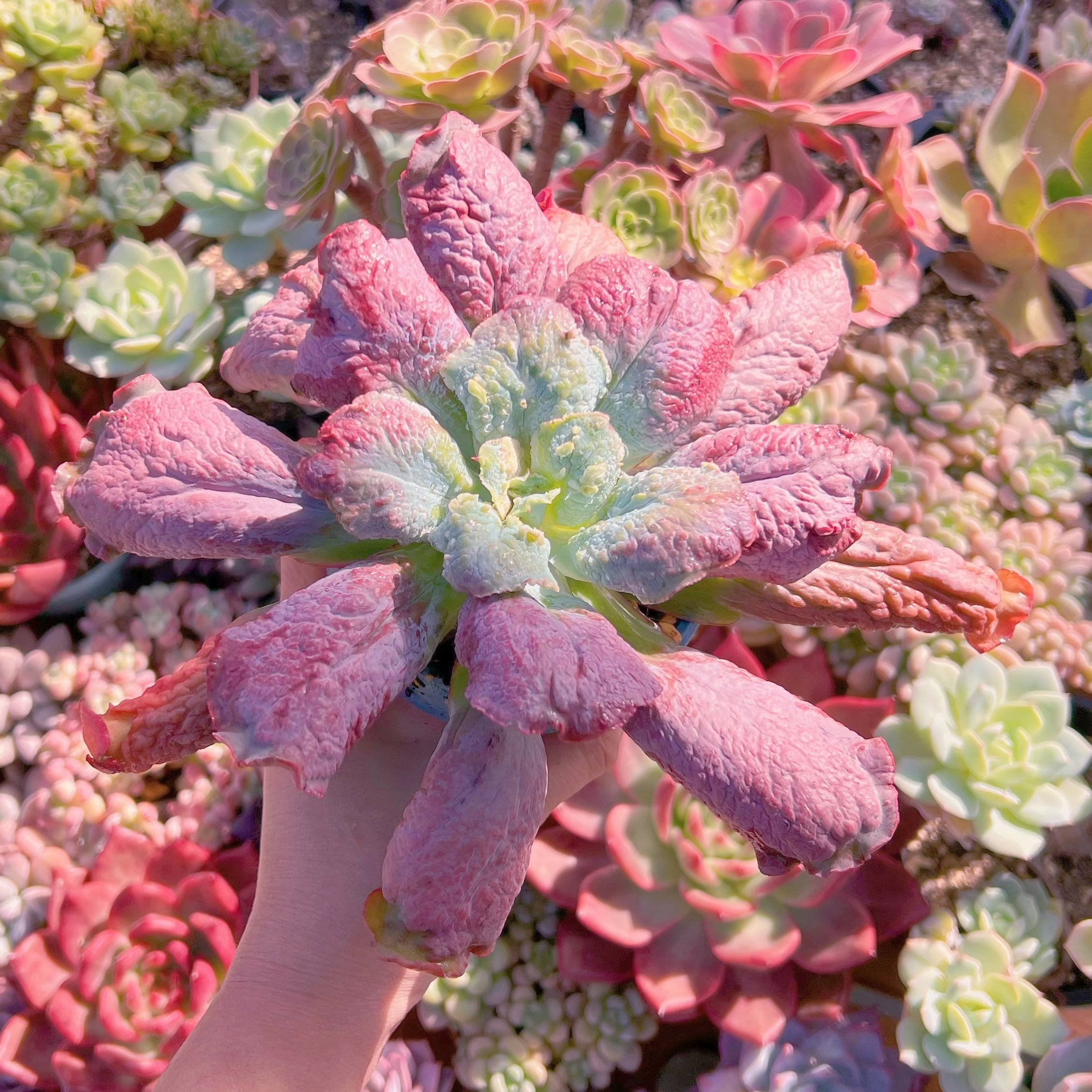 バロン★多肉ペイント 多肉植物 Baron Bold 特大 新入荷 るる農園 | るる農園~多肉植物専門