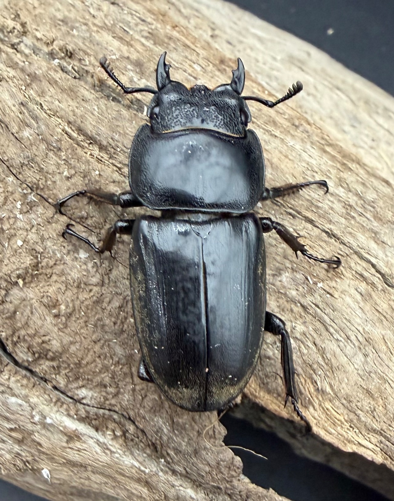 【WD】《西ペレンヒラタ（スラウェシオオヒラタ） 89.5mm ペア》