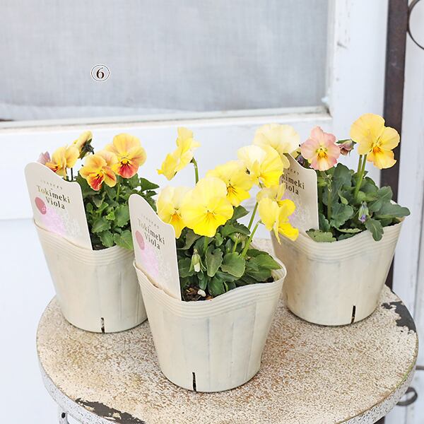 花苗 ビオラ ときめきビオラ 3.5号 おしゃれ かわいい 奥田園芸 ピンク