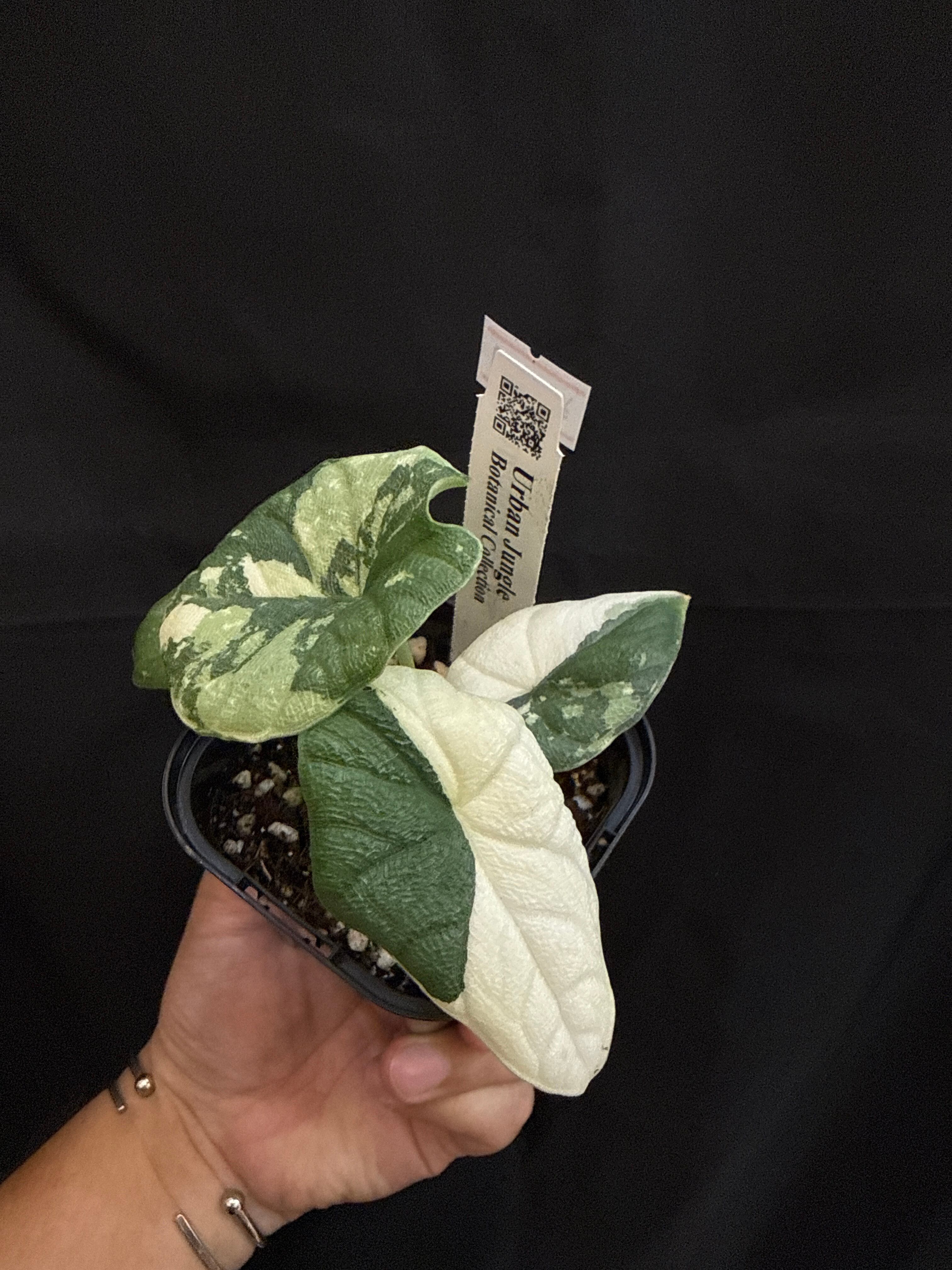 B (U.J.)アロカシア メロ albo variegated | Gardenえん 【観葉熱帯植物】