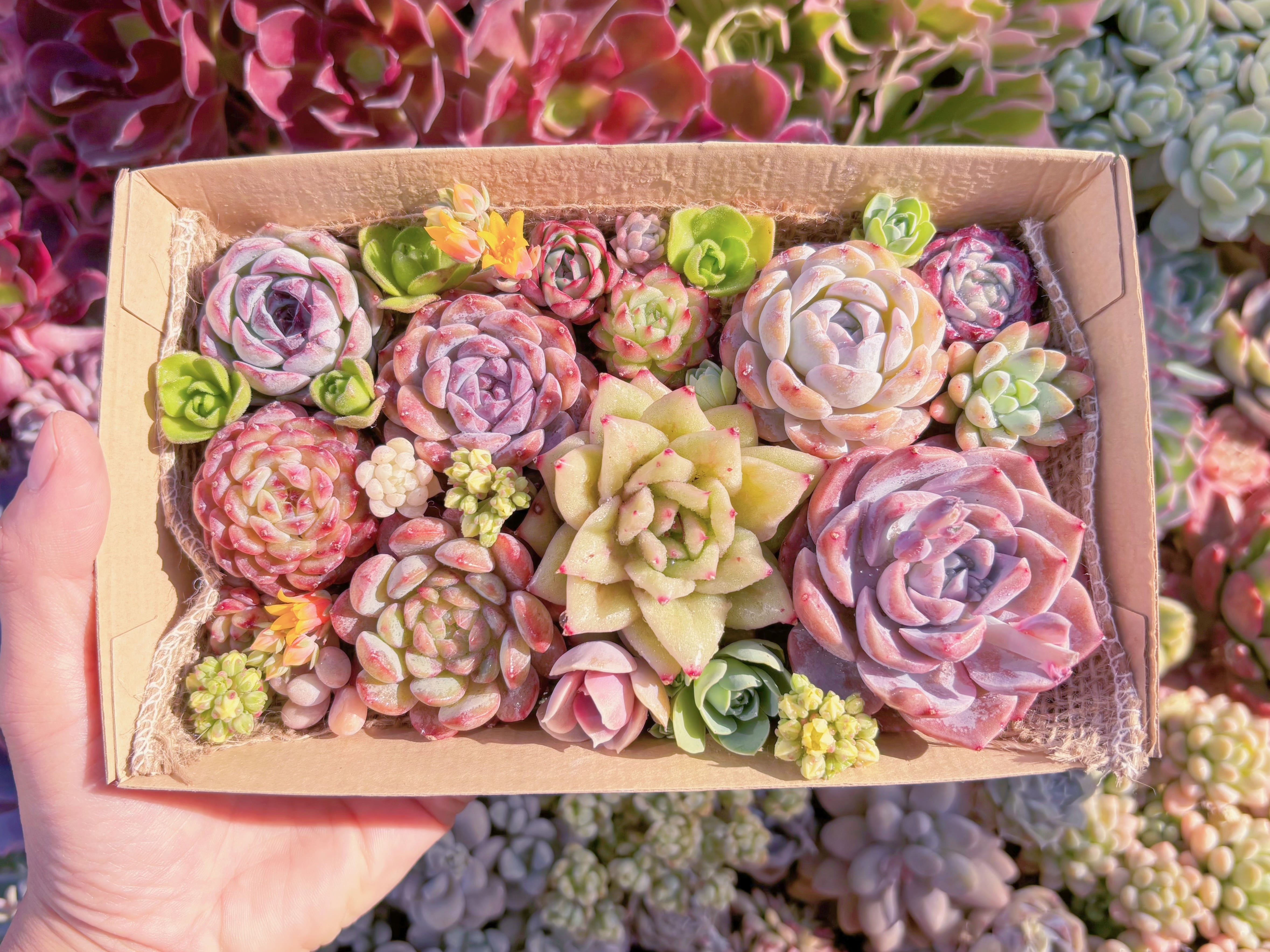 現品　寄せ植えセット#1159　12cmx20cm　るる農園