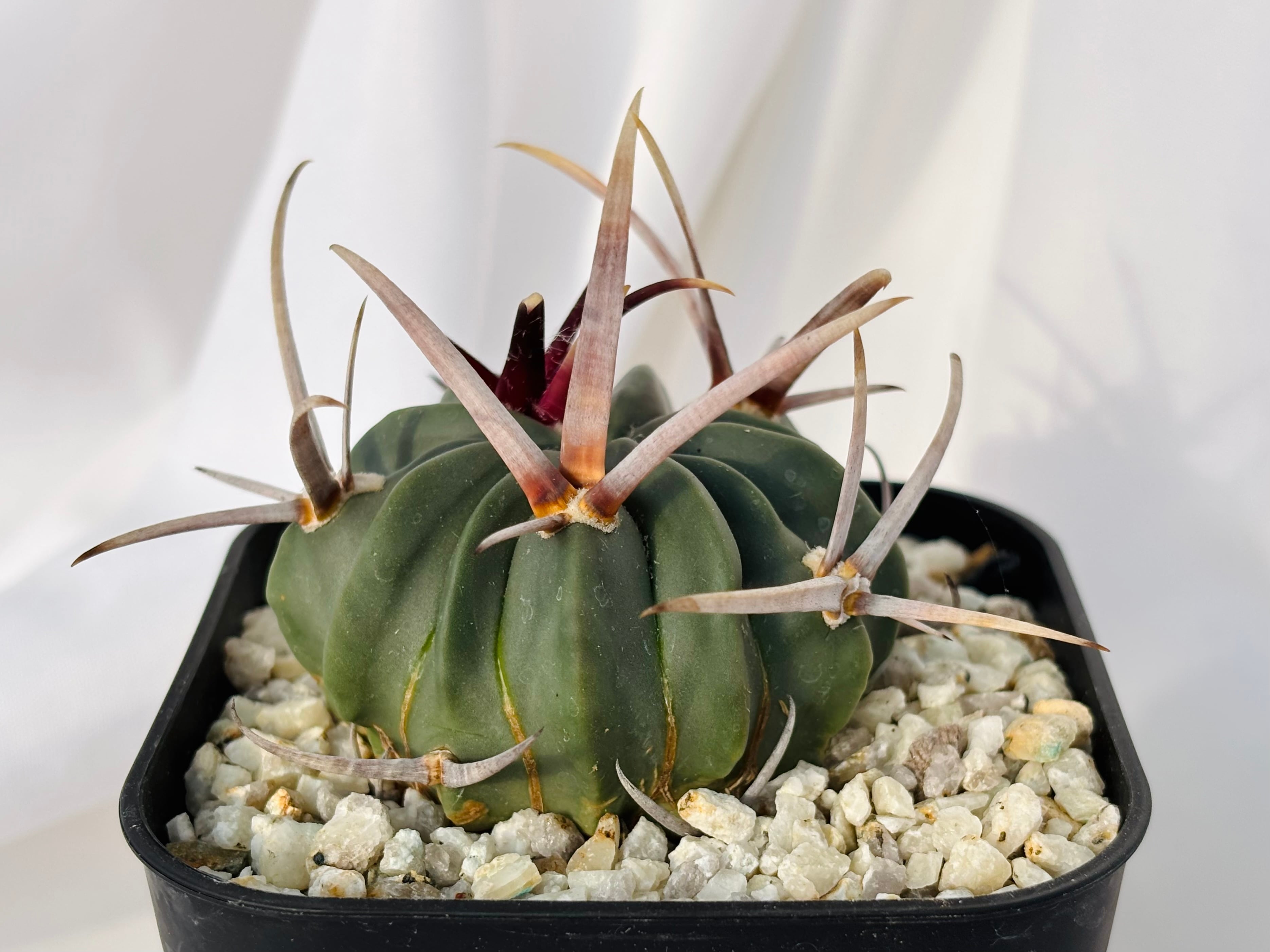 Echinofossulocactus coptonogonus エキノフォスロカクタス 竜剣丸