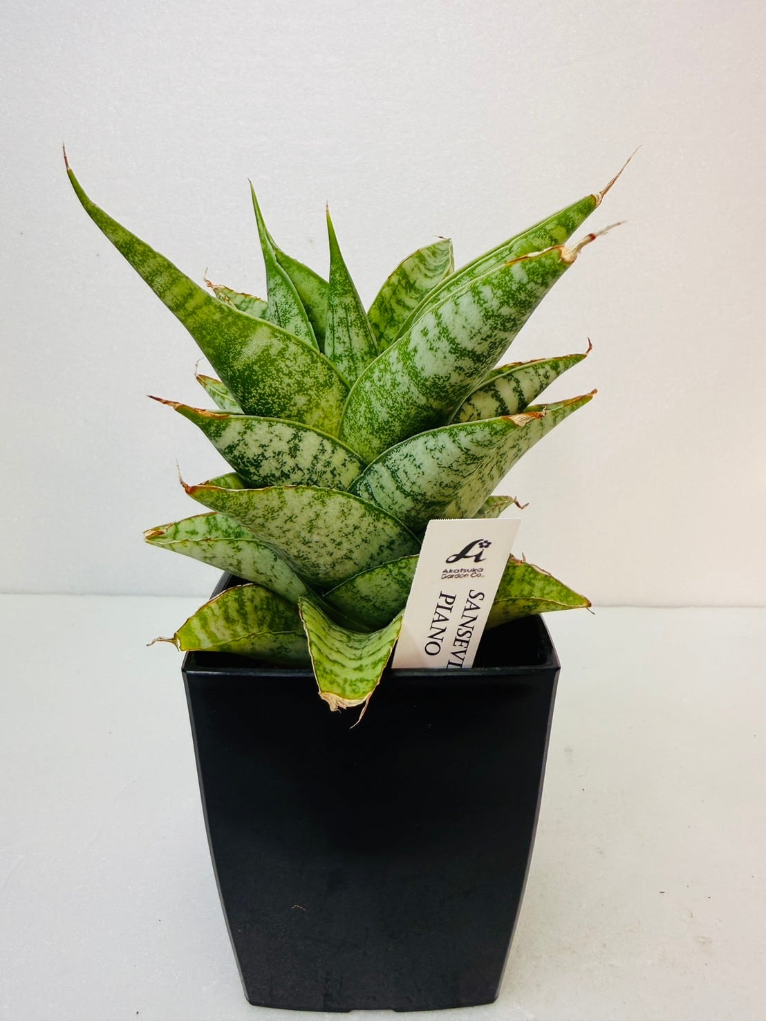 サンセベリア・インディ 2.5号 | 観葉植物と雑貨のお店 VIVAGREEN