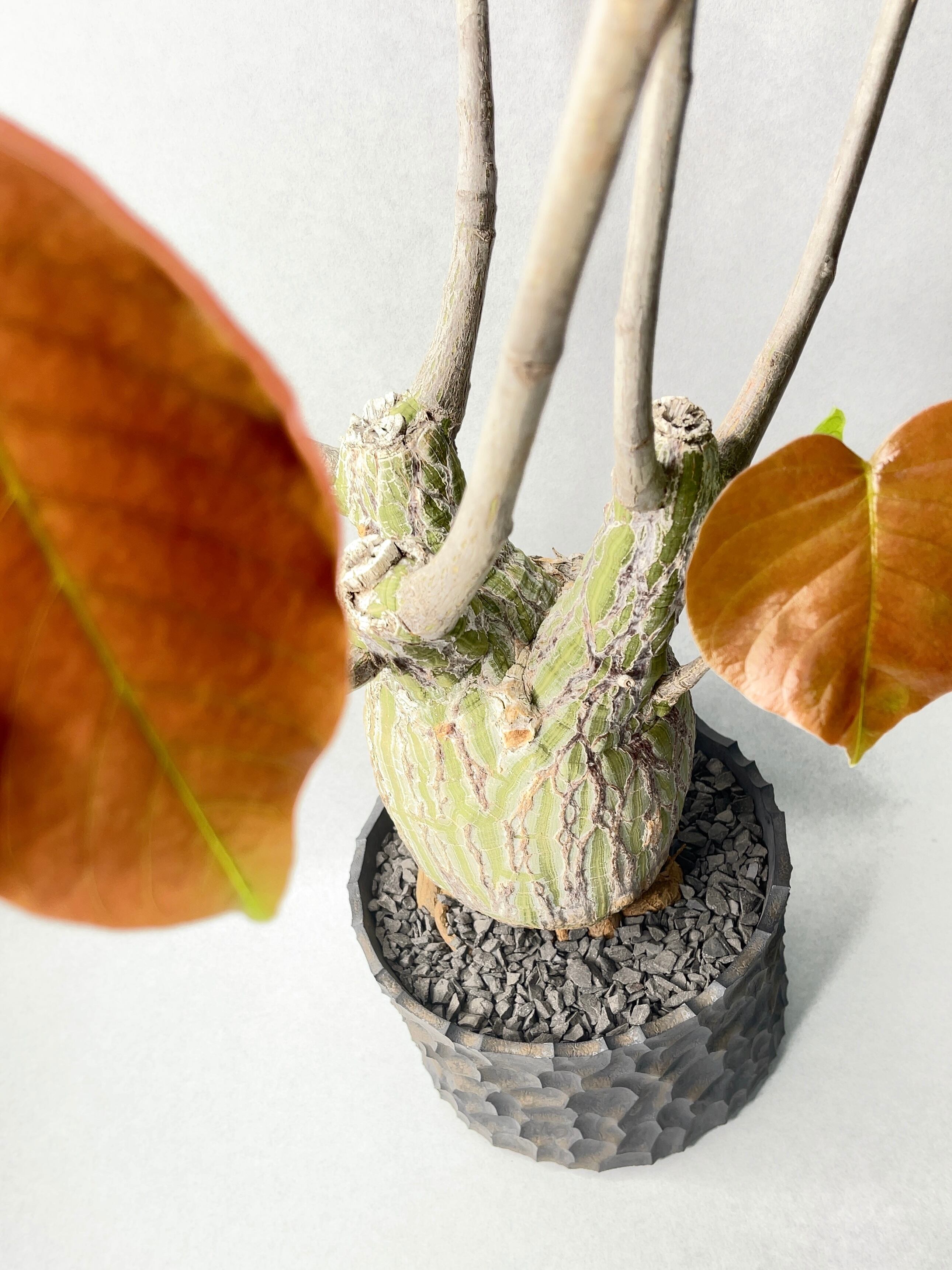 プセウドボンバックス・エリプティクム | trigger