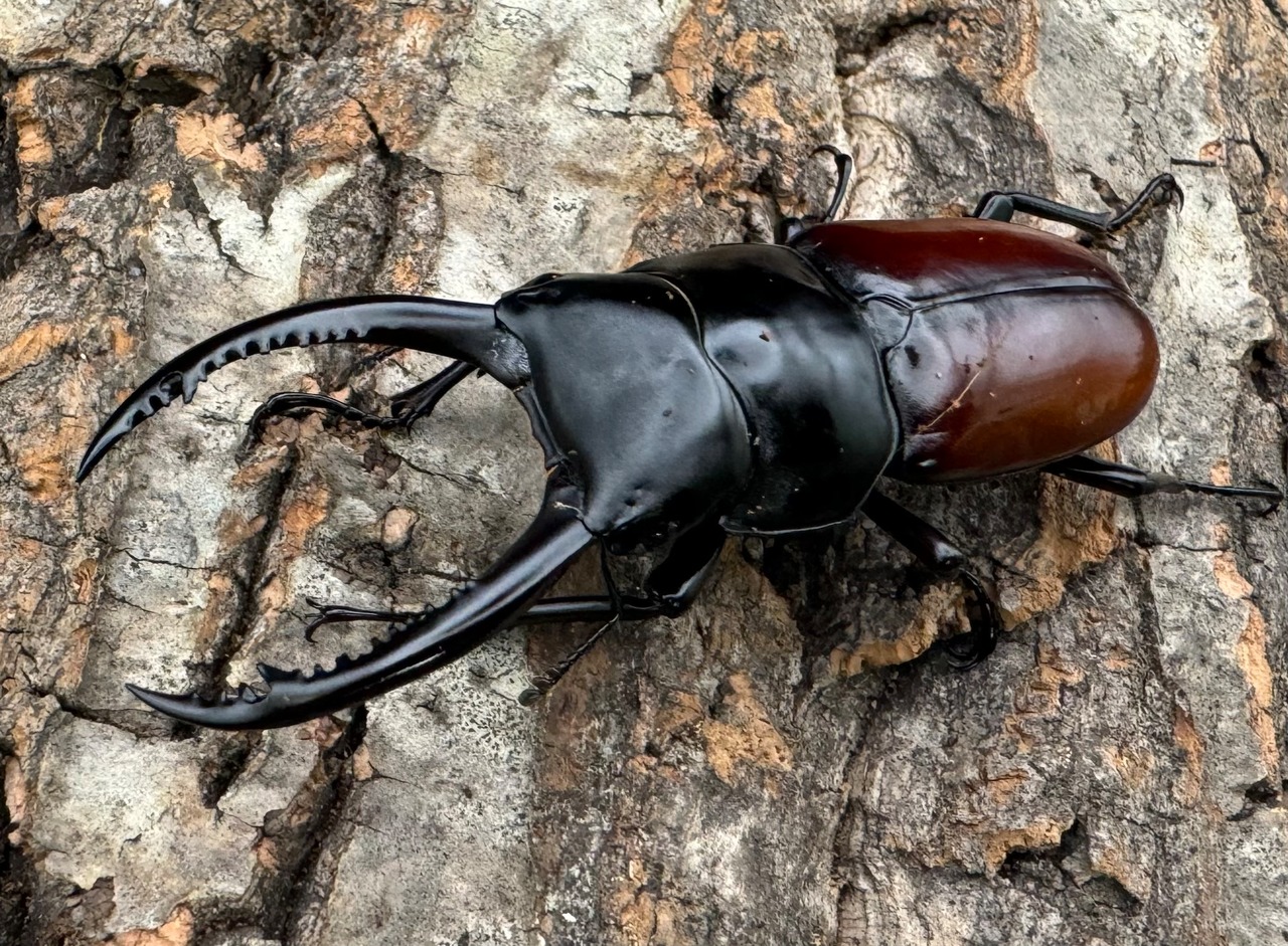 《アローコクワ亜種リエン 71mm ♂♀♀トリオ》