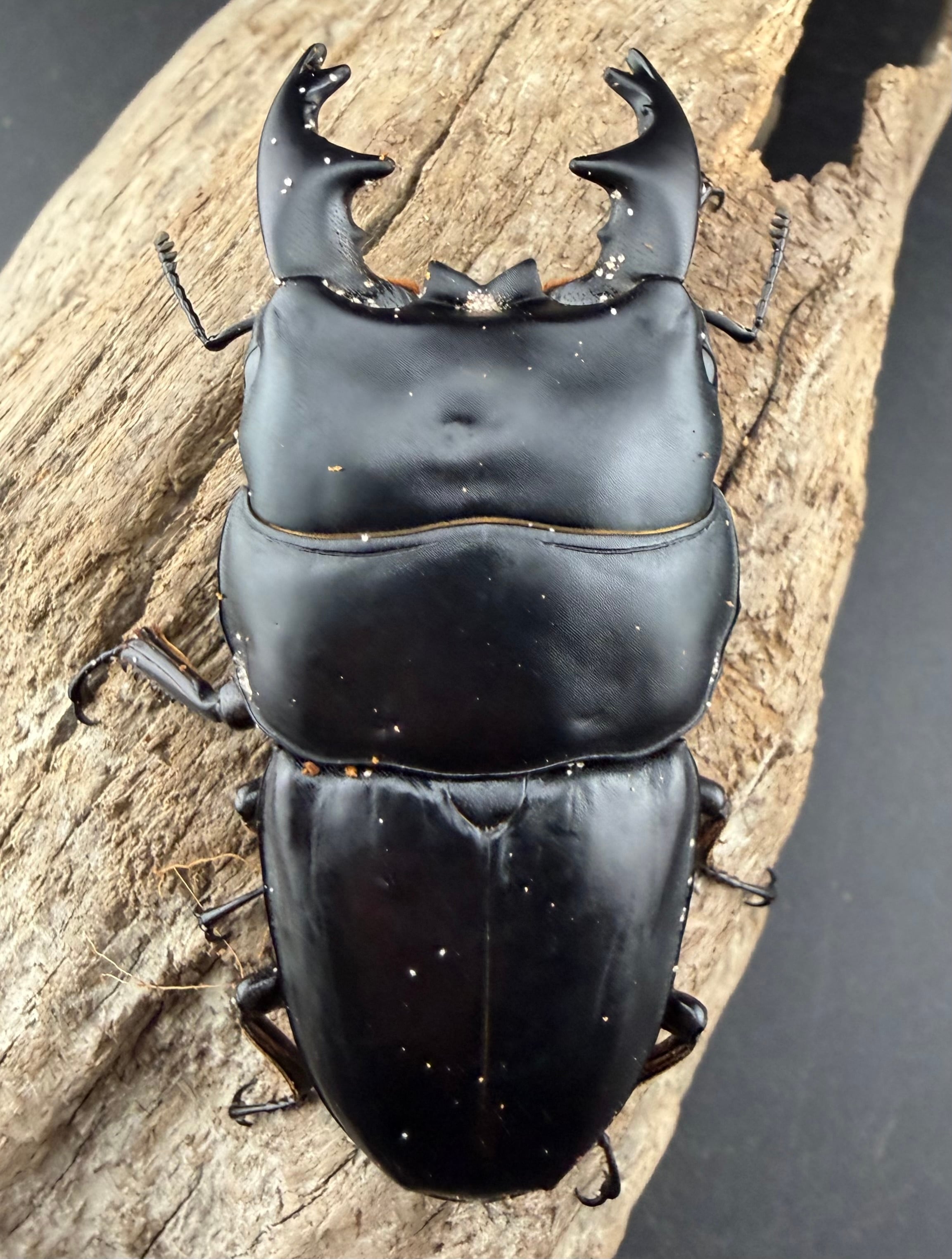 【野外採集品】アルキデスヒラタ　超短歯&超中歯セット　昆虫標本 野外採集品】アルキデスヒラタ 超短歯&超中歯セット 昆虫標本 - メルカリ