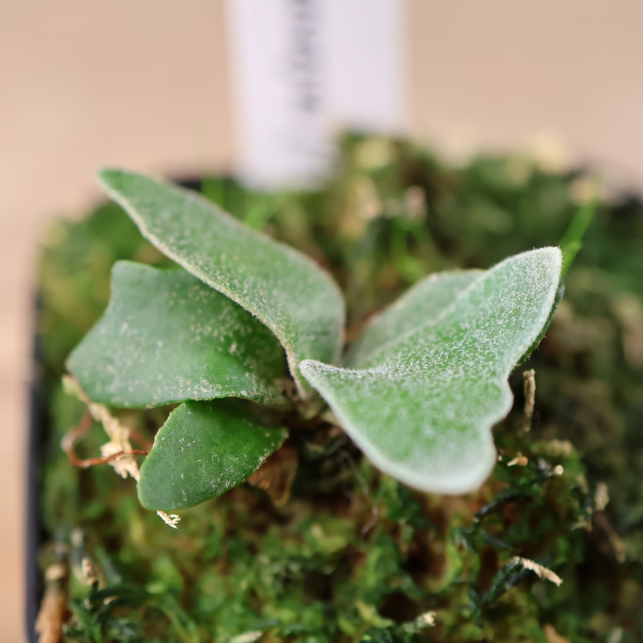 700『ビカクシダ ウィリンキー Masayu TC』 観葉植物【送料無料