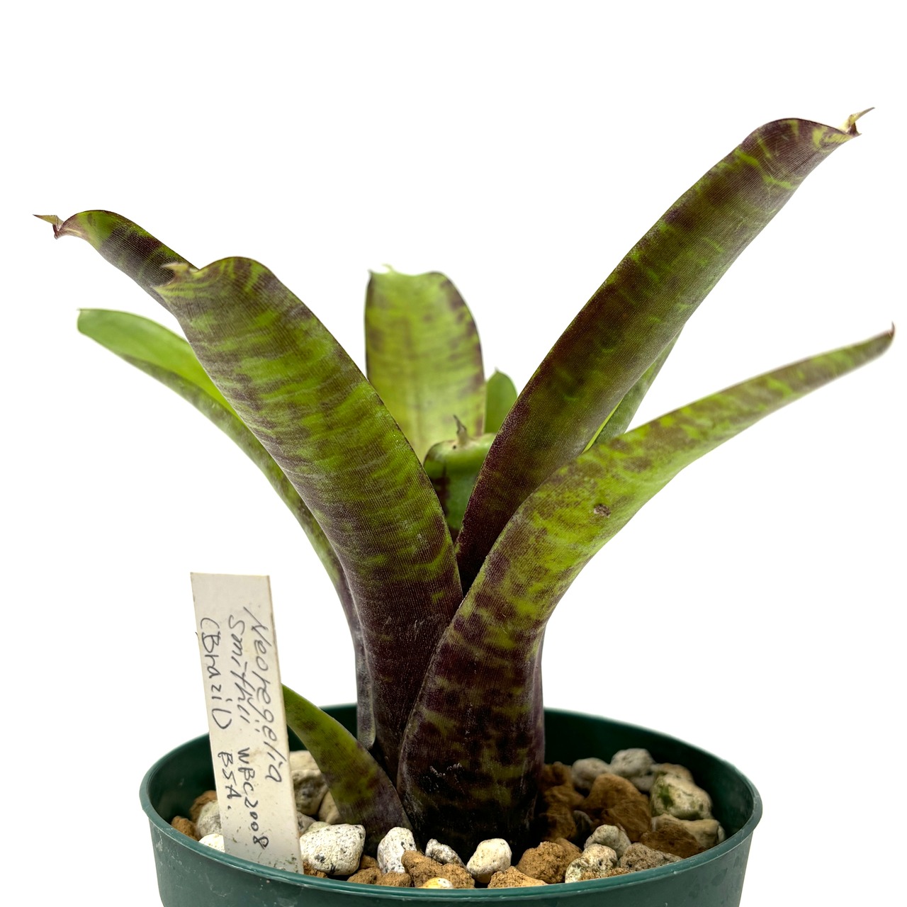 ネオレゲリア smithii WBC2008 (Brazil) BSA.【132】