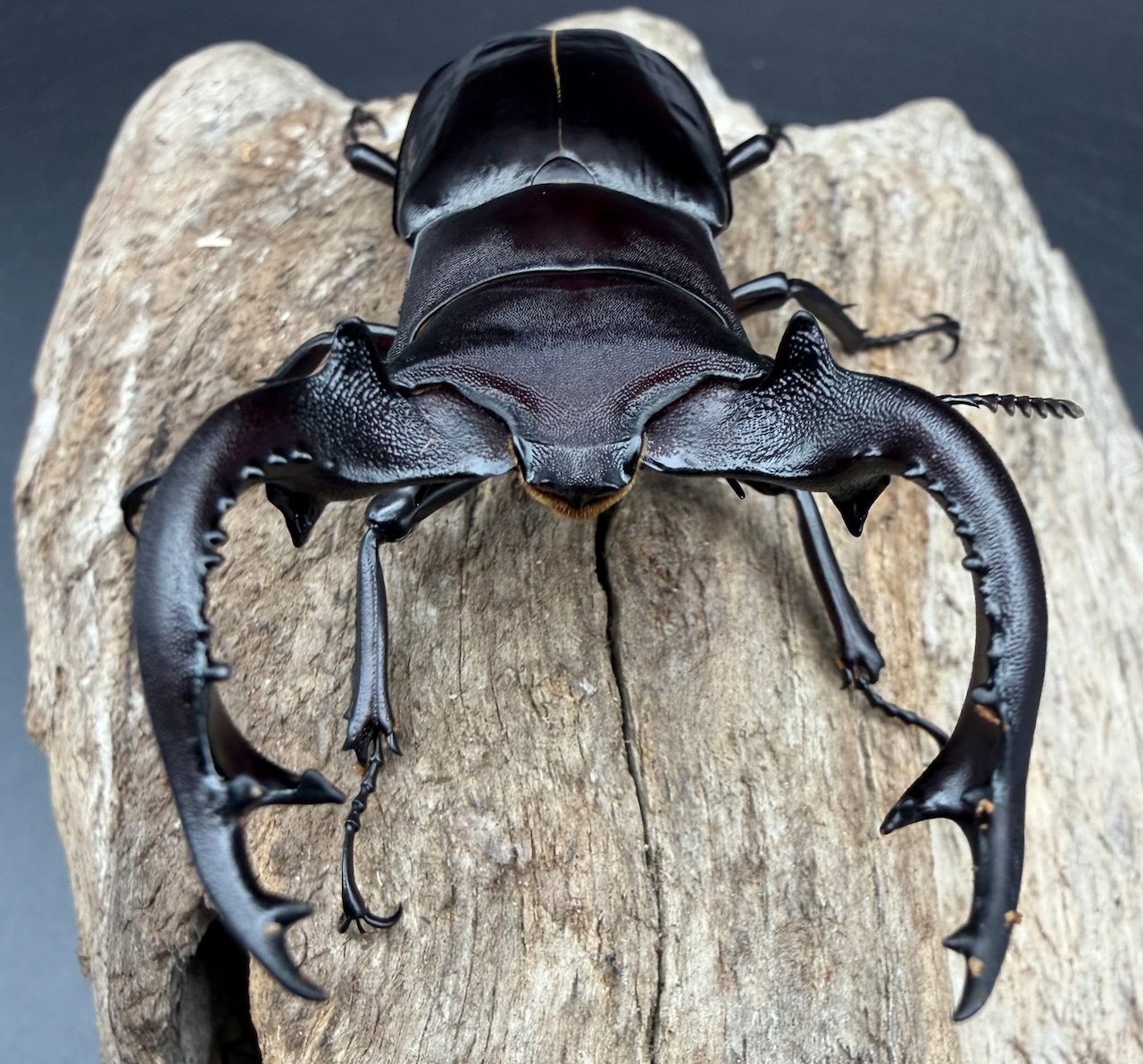 《フォルスターフタマタ亜種キヨタミ 74mm A'品ペア》