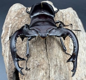 《フォルスターフタマタ亜種キヨタミ 74mm A'品ペア》