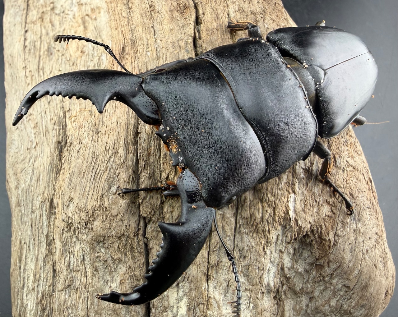 【WD】《スマトラオオヒラタ アチェ産 85.5mm B品ペア》