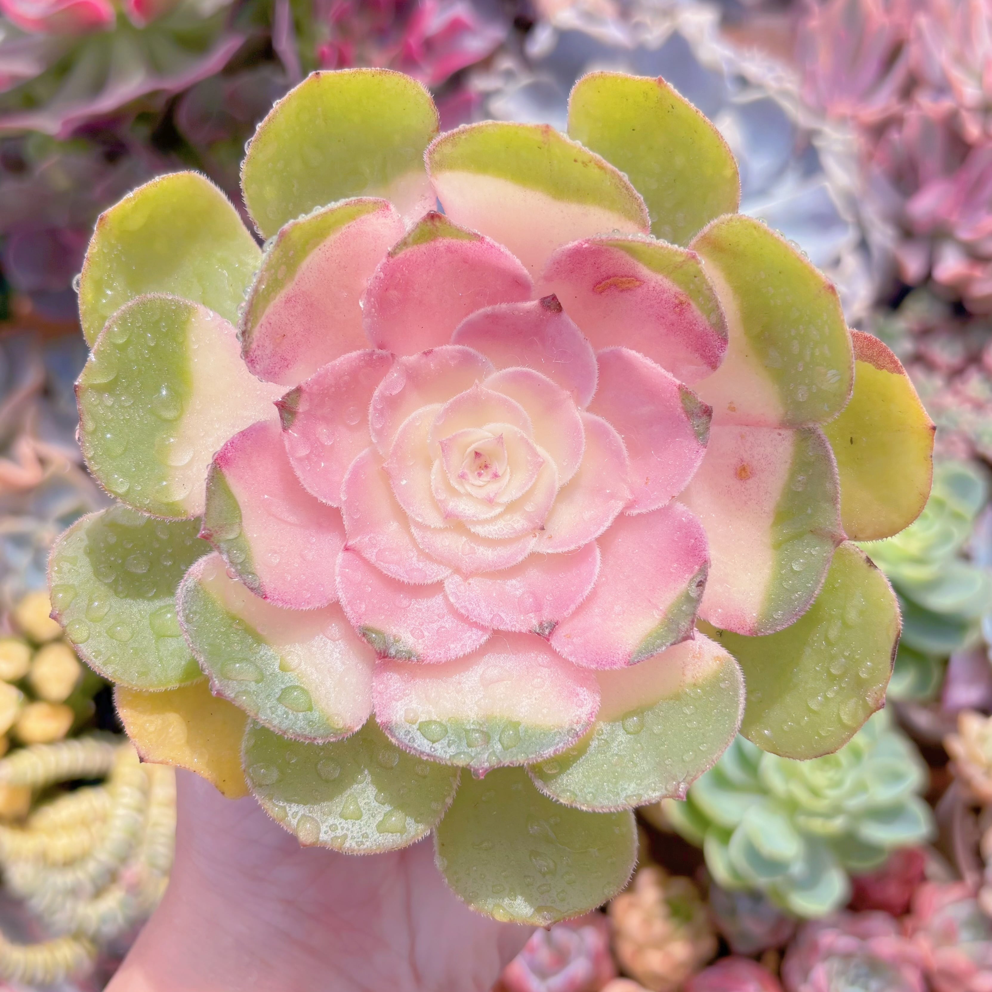 現品　ハロウィン錦#610　るる農園