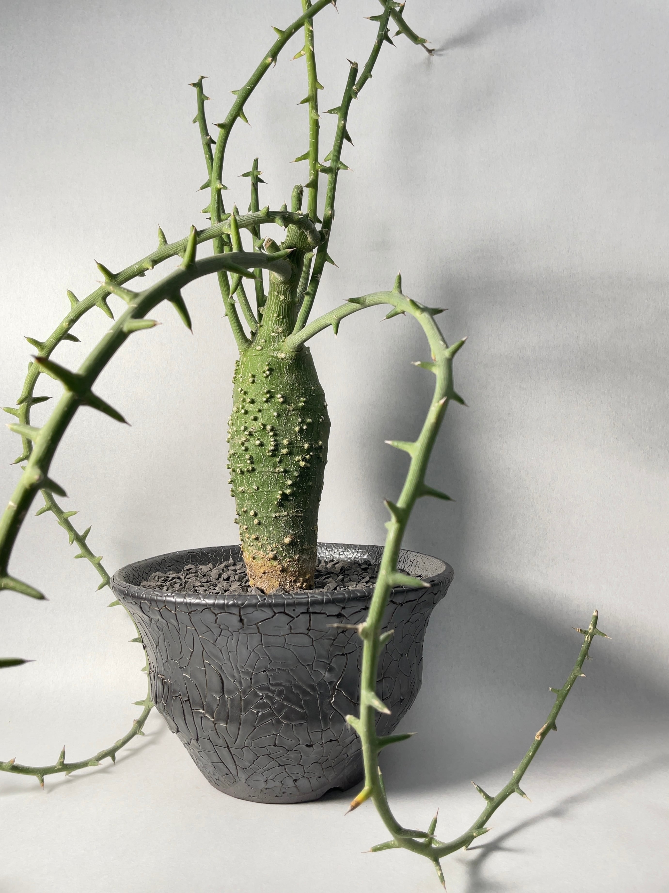 アデニア・グロボーサ | trigger