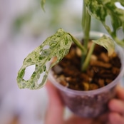 Monstera adansonii Mottled / モンステラ アダンソニー ミント㉘ / 観葉植物