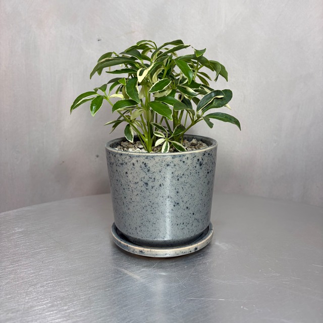 シェフレラ 観葉植物 陶器鉢 植え込み