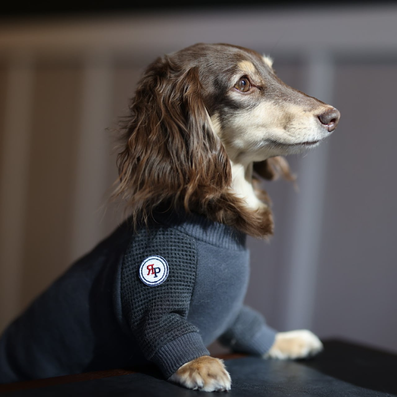 ラグラントレーナー | カニンヘンダックスとミニチュアダックス専門の