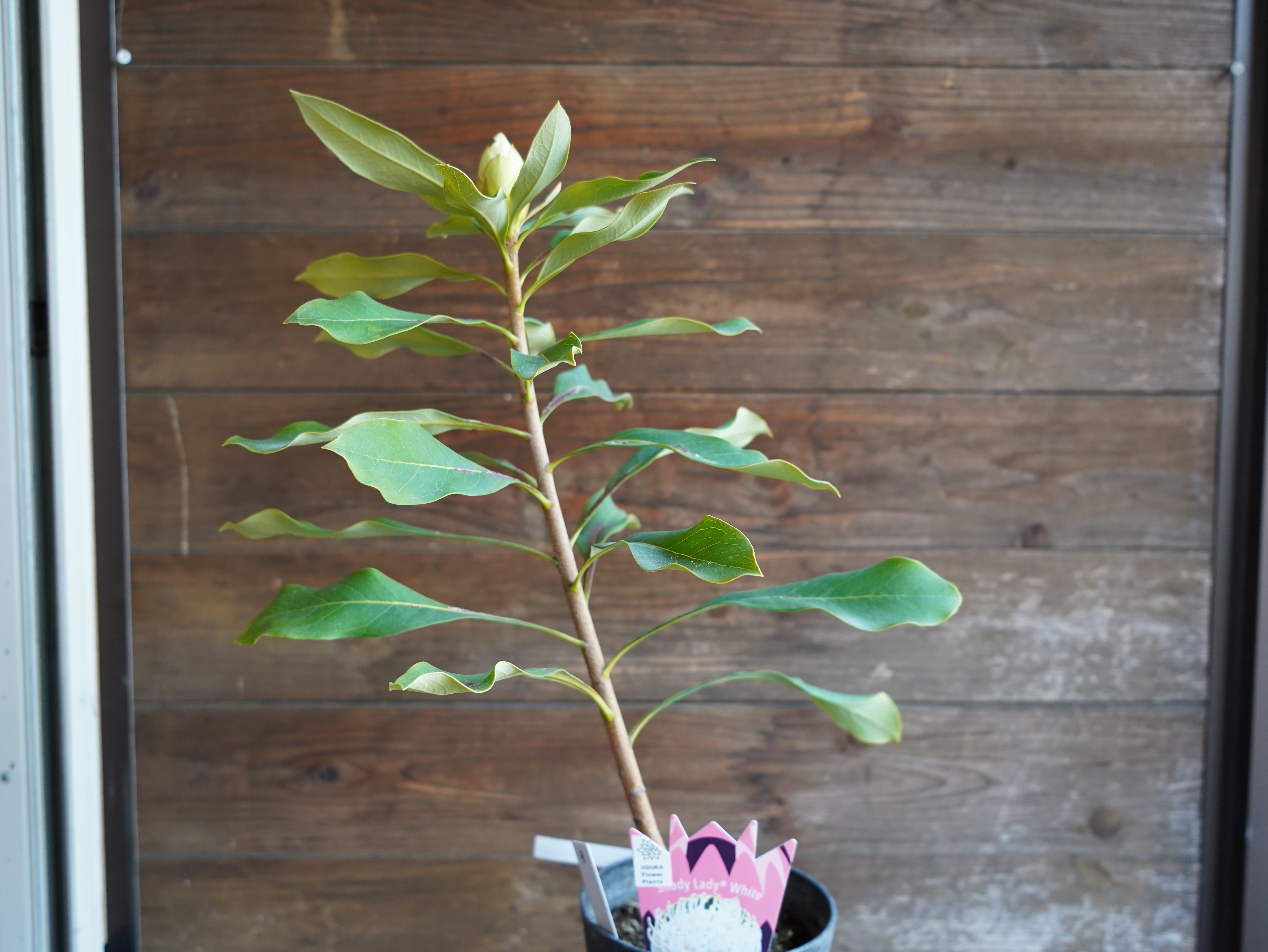 【現物】テロペア　”シェイディレディホワイト”　5号　B