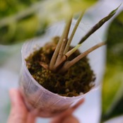 アロカシア バンビーノ イエロー / Alocasia bambino variegated 'Yellow'③ / 観葉植物