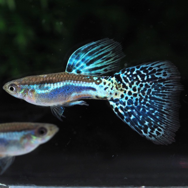 専用 ブルーグラス　若魚3ペア