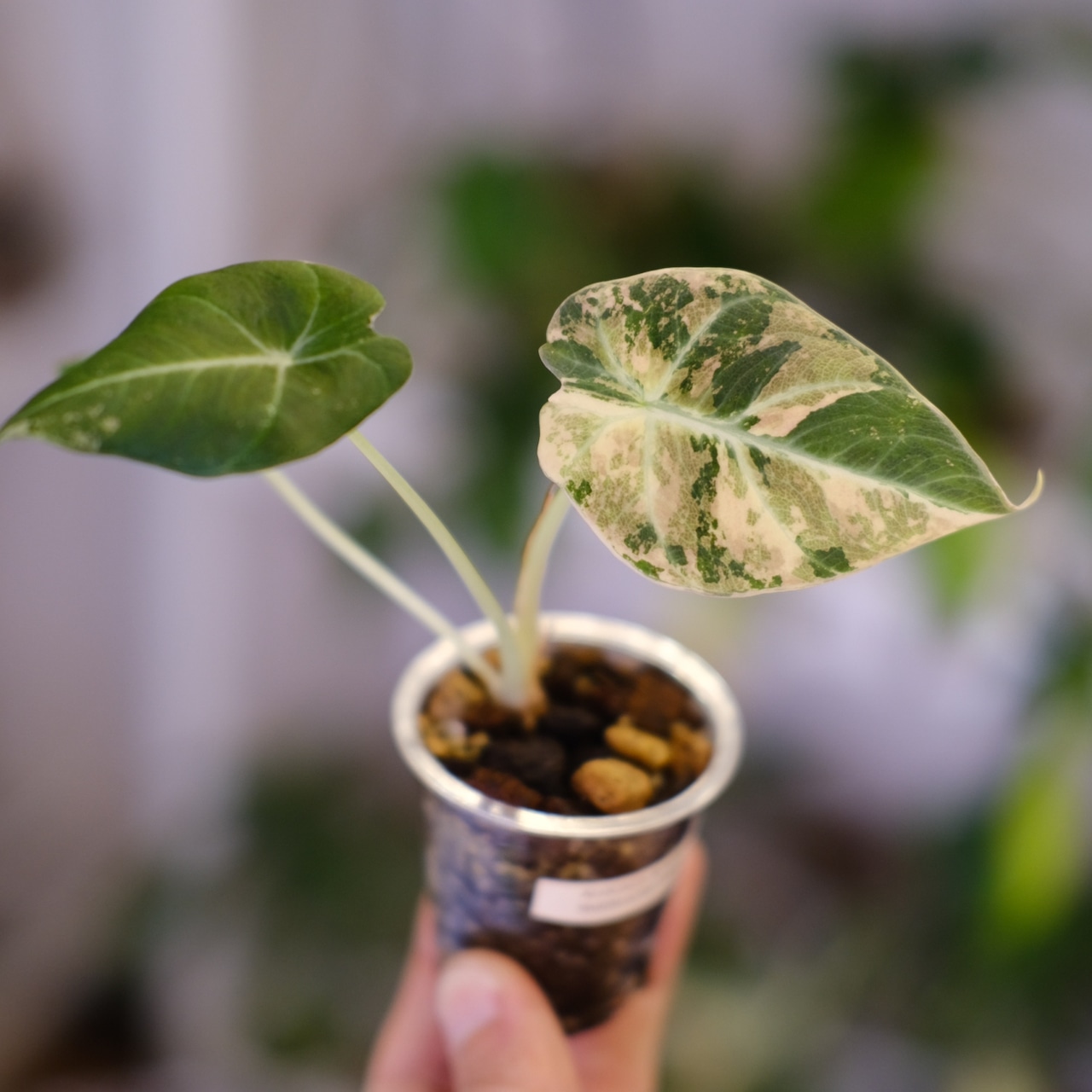 【美斑】Alocasia Black Velvet Pink Albo│アロカシア ブラックベルベット ピンクアルボ│観葉植物