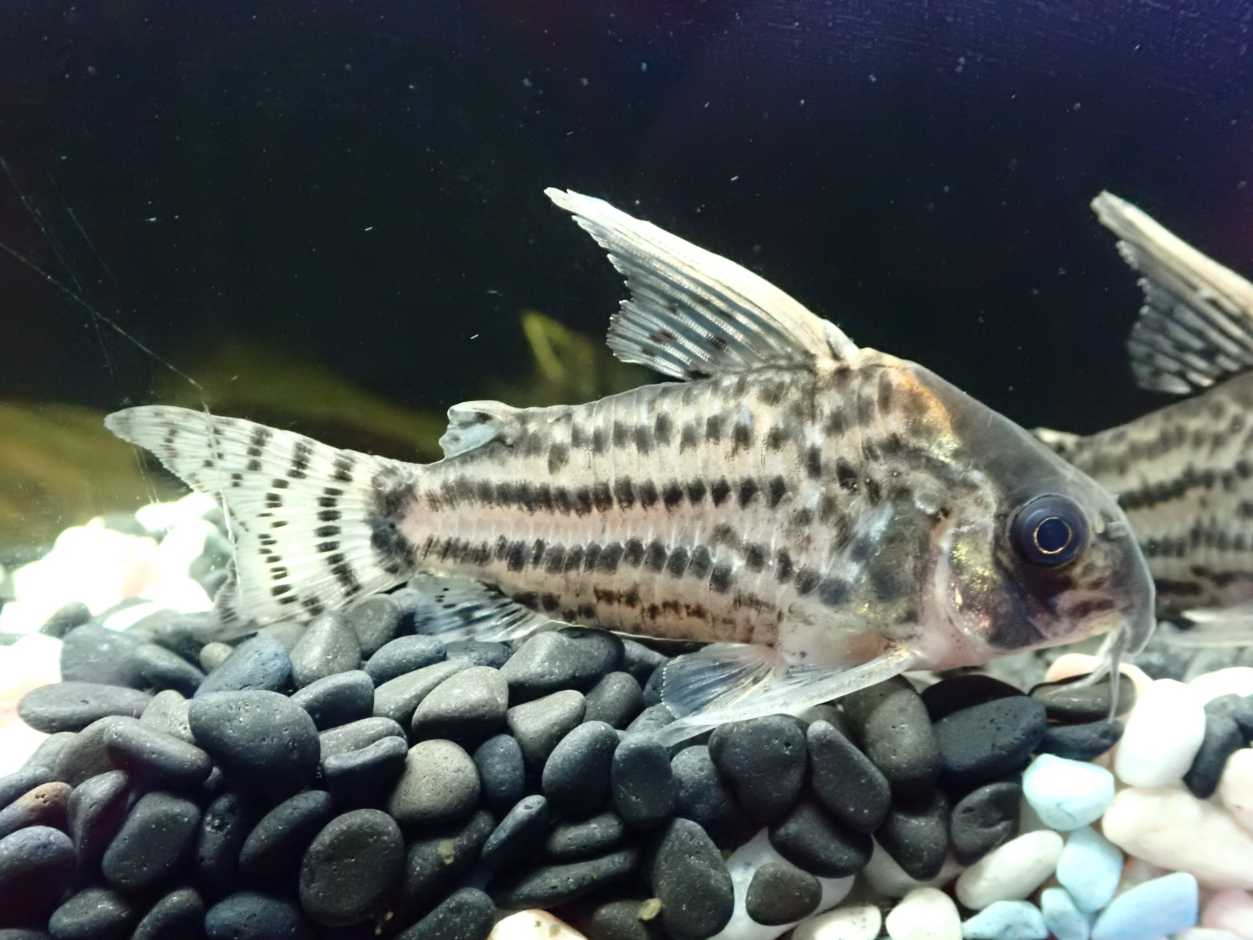 コリドラス ウルトラシュワルツィ